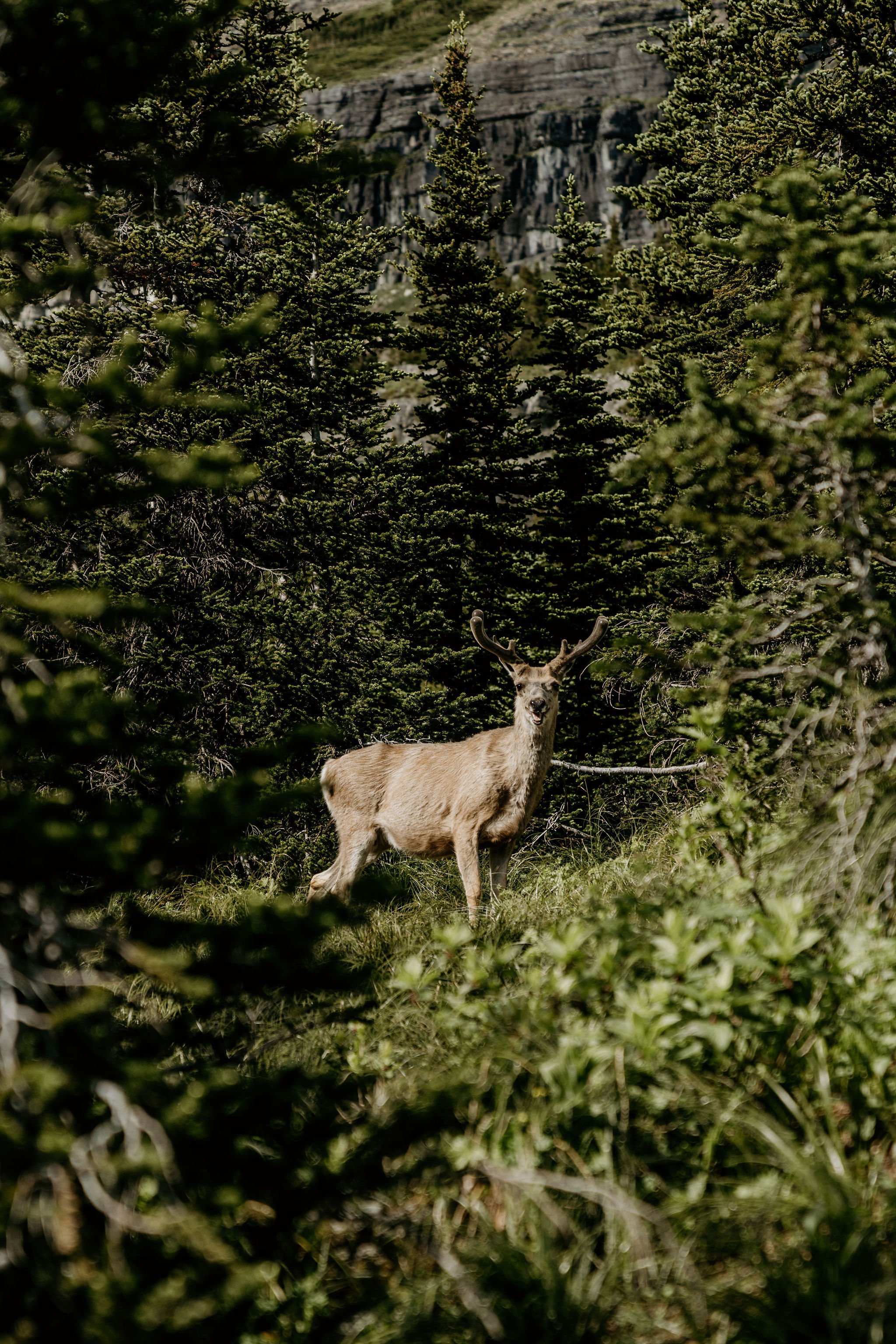 MONTANA_ELOPEMENT_COLLECTIVE_ALEXANDCOLT-21.jpg