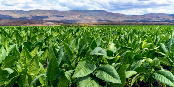 teaserimage-Connecticut-Broadleaf-Tobacco.png