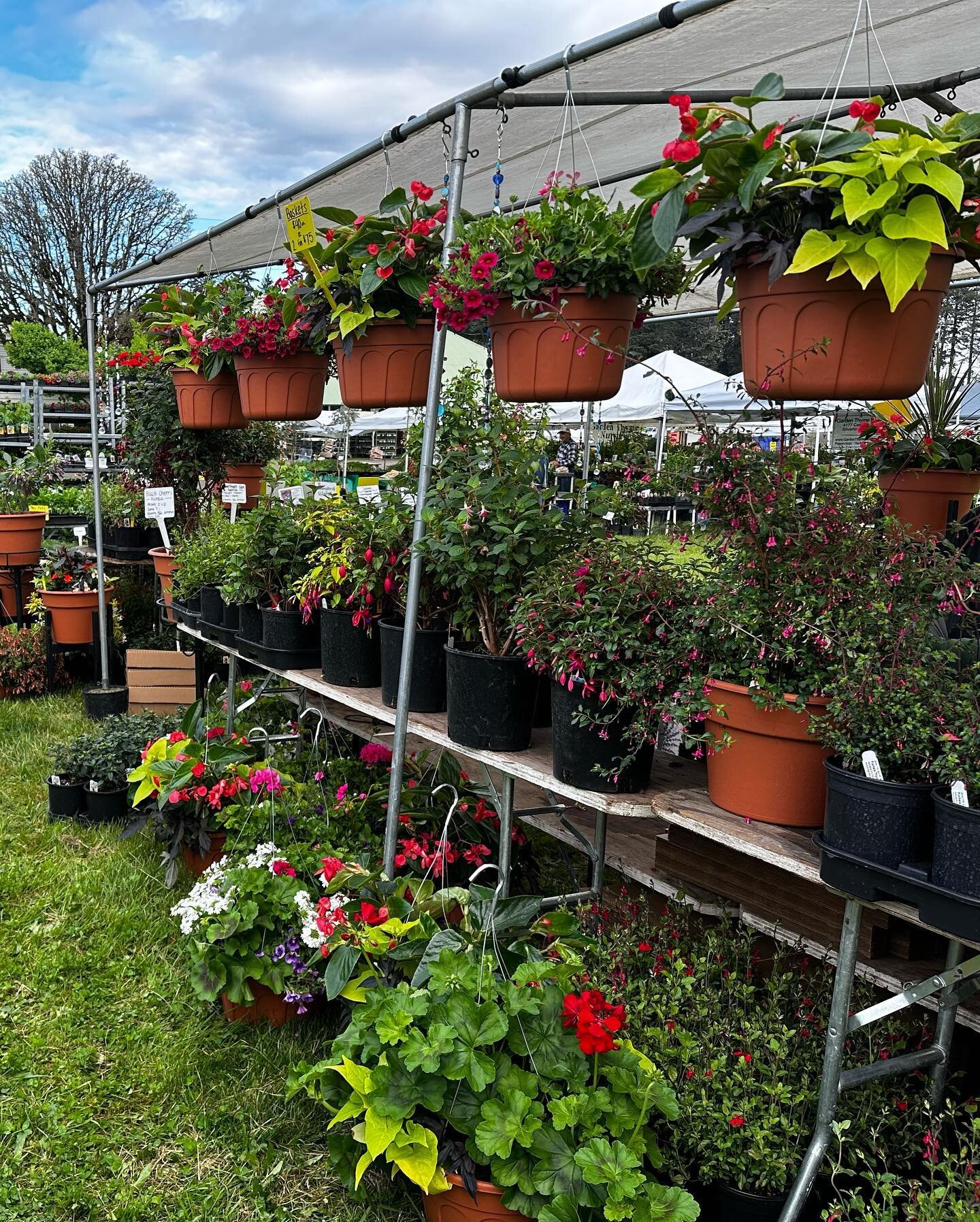 Spring has sprung and so has the Garden Fair! Join us this weekend for a blooming good time🌷🌻🌸
Find us @ the Clackamas County Fairgrounds today &amp; tomorrow. 
May 6: 9am - 5pm
May 7: 9am - 4pm
#nmherbnursery #GardenFair2023 #mastergardeners