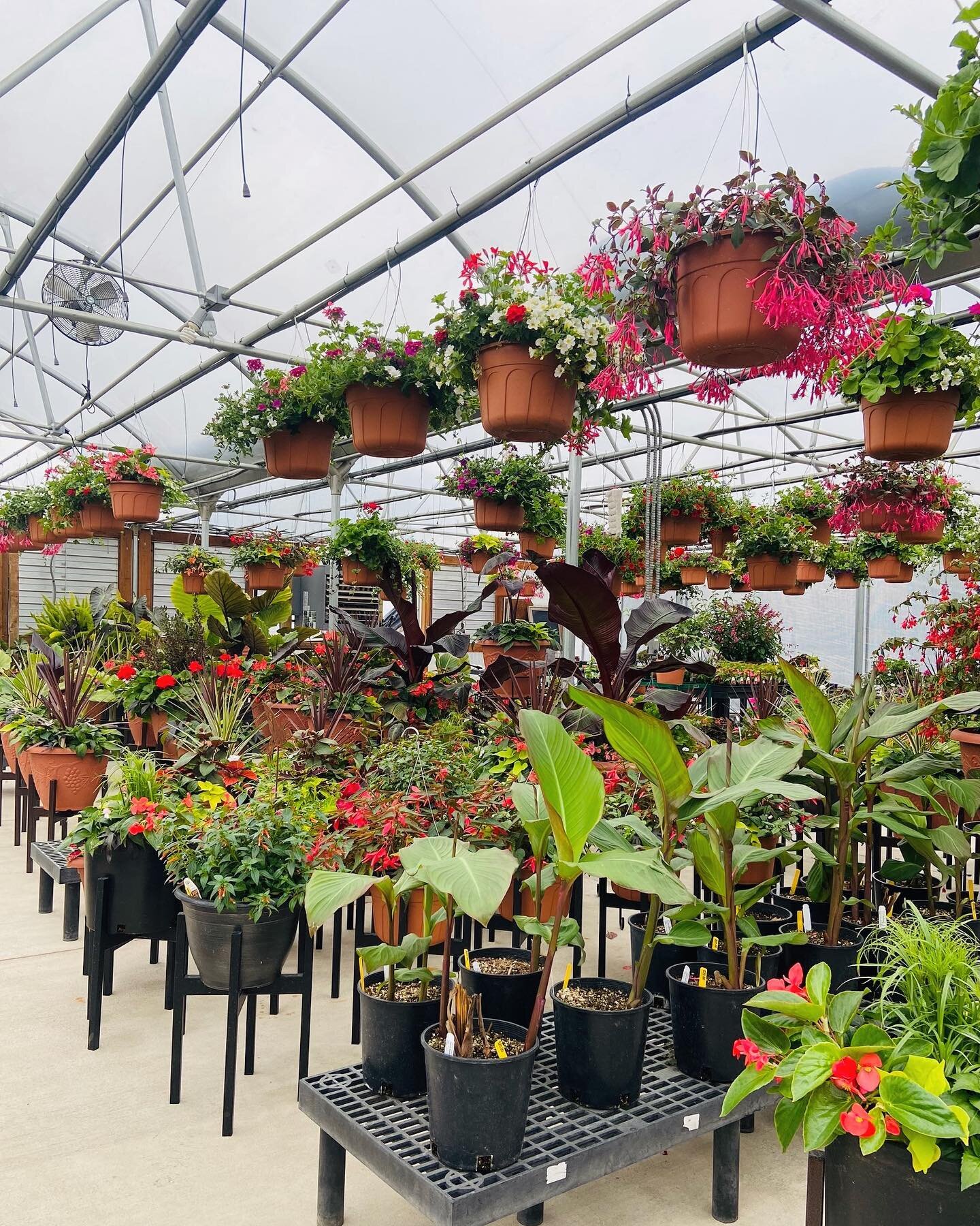 So many beautiful baskets &amp; pots! We&rsquo;ve got full sun to full shade combos to pick from☀️🕶

#nmherbnursery #baskets #pots #fuchsia #begonia #geranium #potatovine #papyrus #oregonnursery