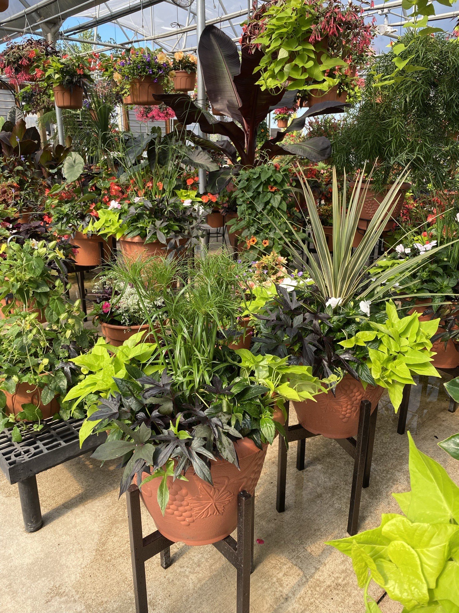 Gallery — N&M Herb Nursery