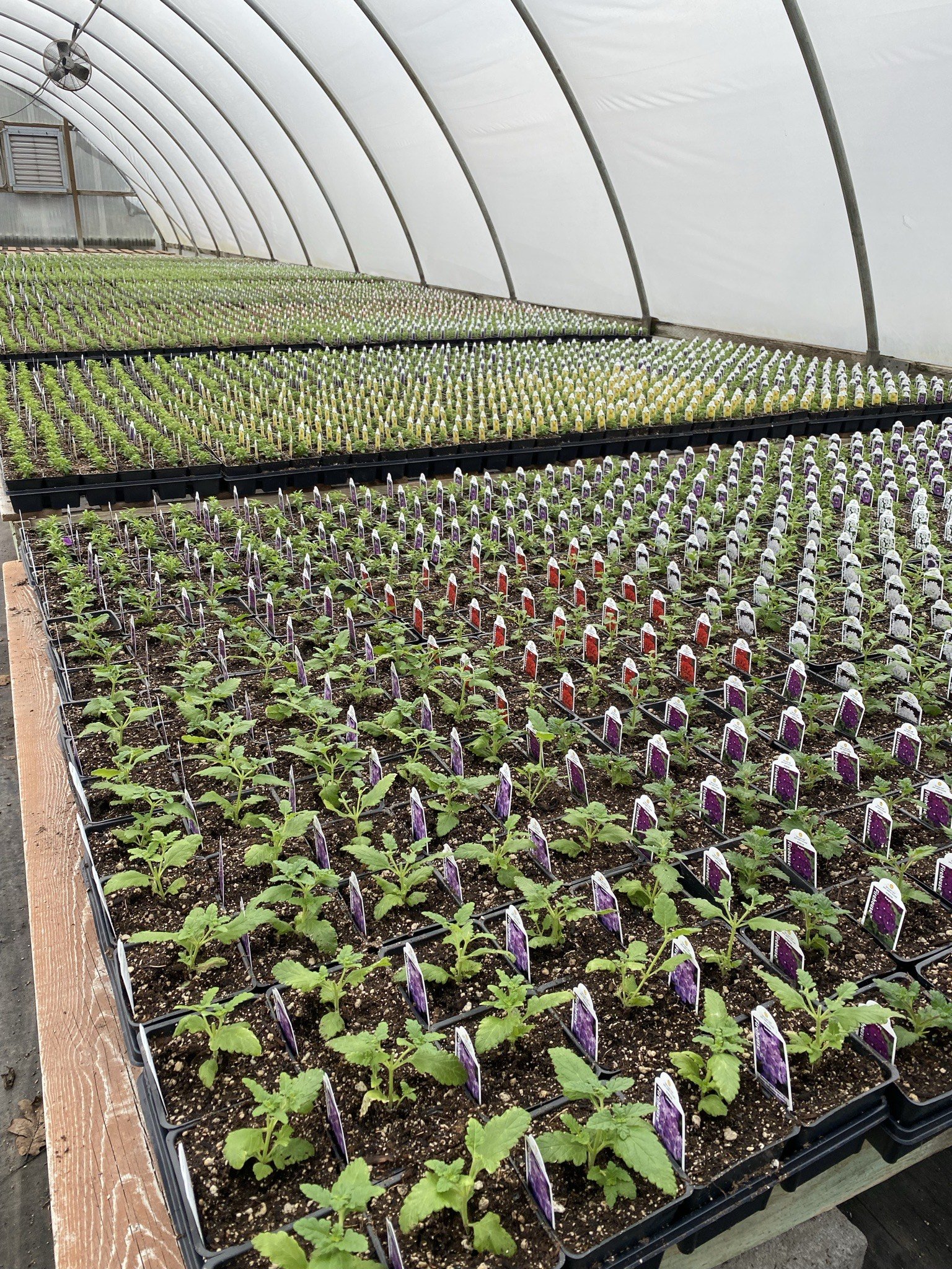 Gallery — N&M Herb Nursery