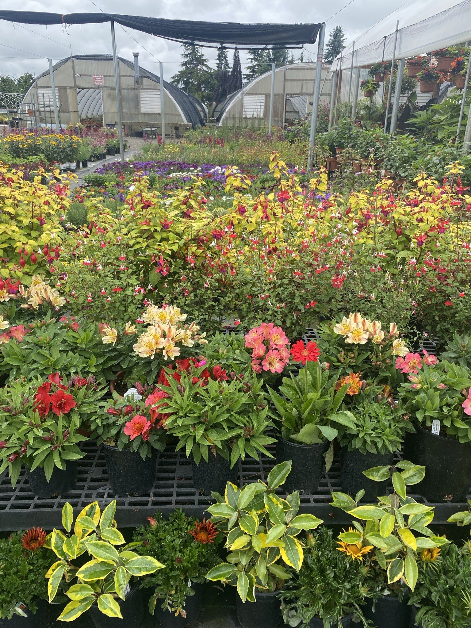 Gallery — N&M Herb Nursery