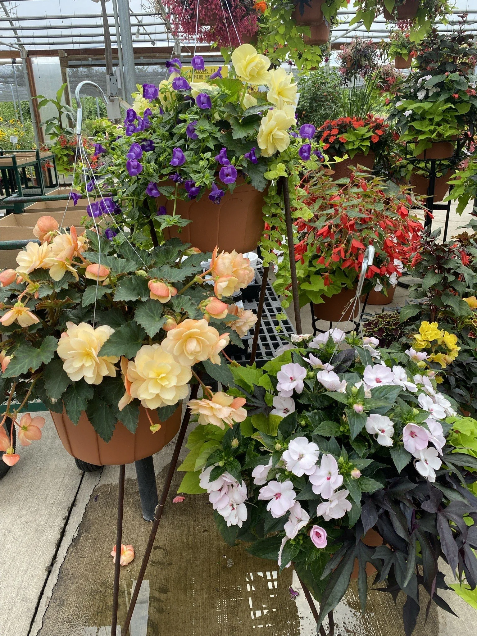 Gallery — N&M Herb Nursery