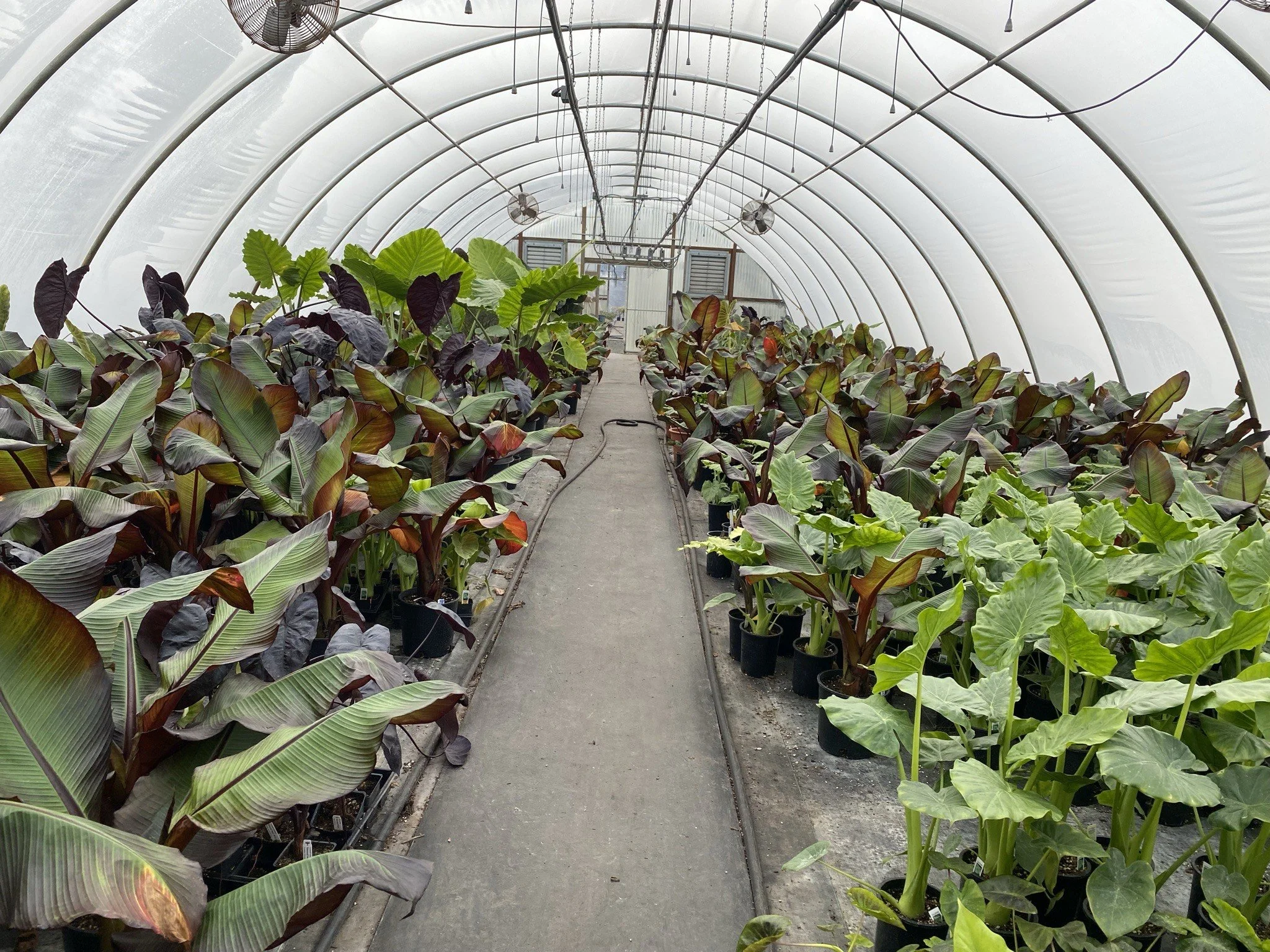 Gallery — N&M Herb Nursery