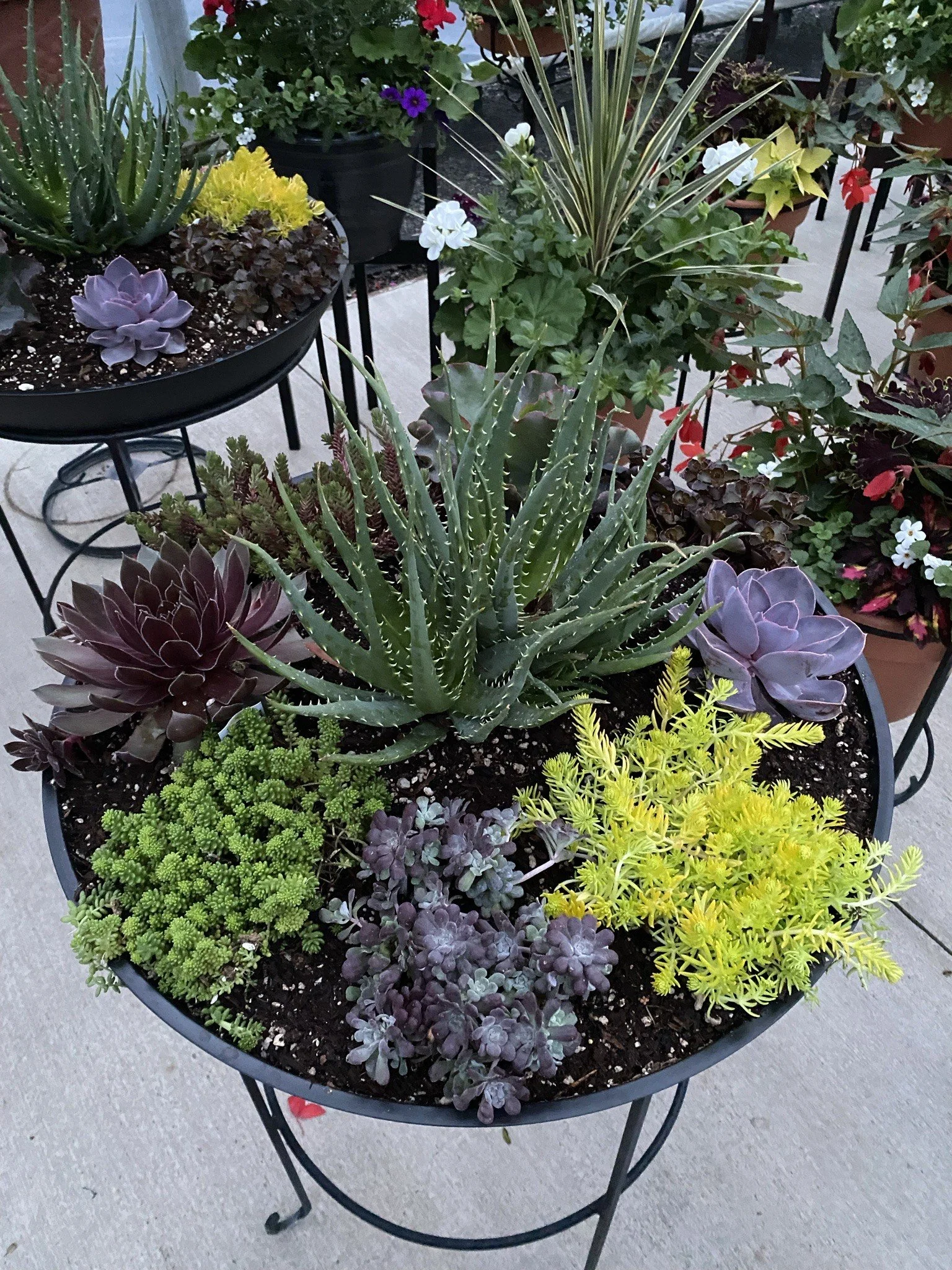 Gallery — N&M Herb Nursery