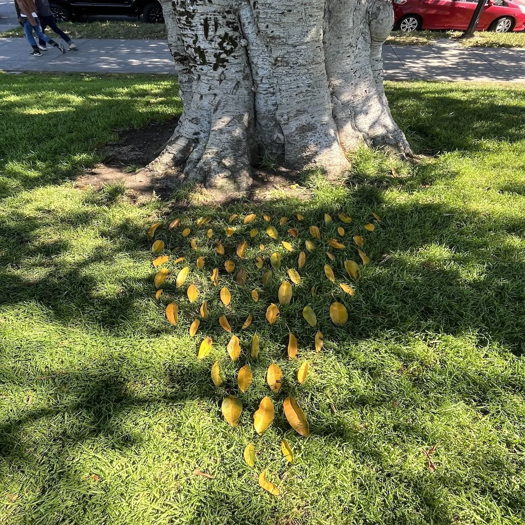 The Holy Fool Says Begin Again