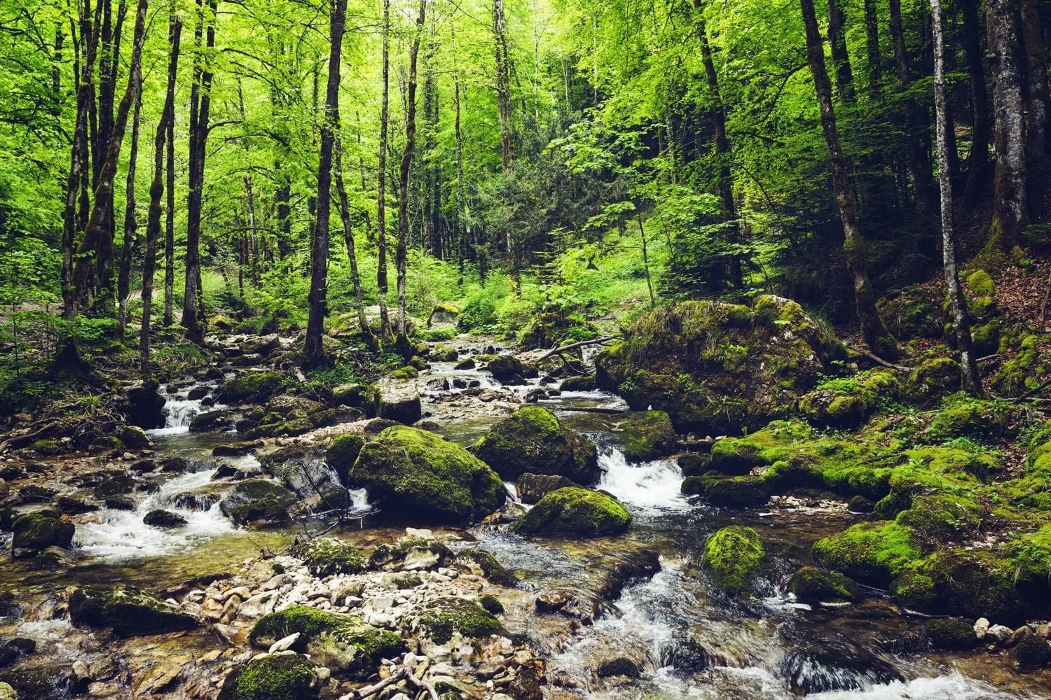 Walk in the Fontainebleau forest