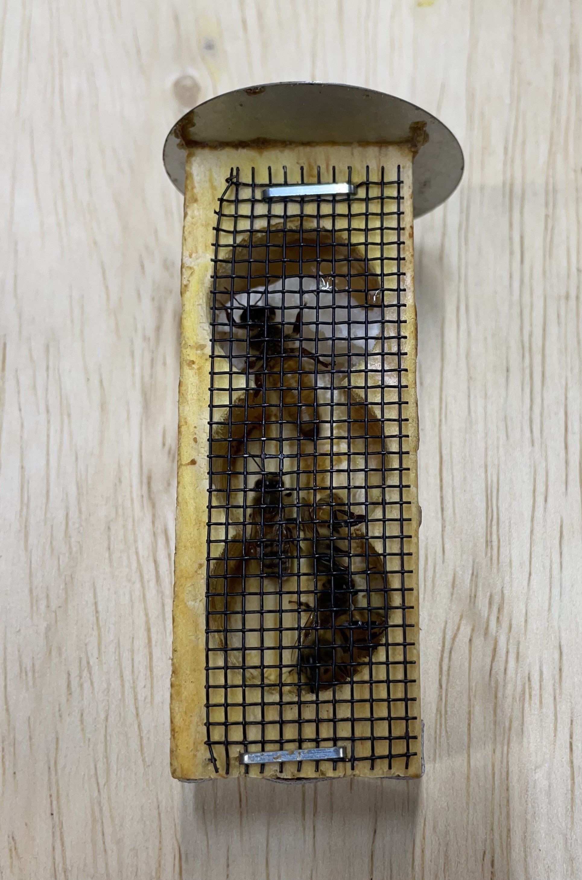 Queen Bee