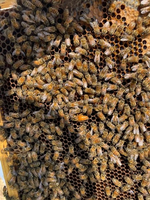 Bee pic 1.jpeg