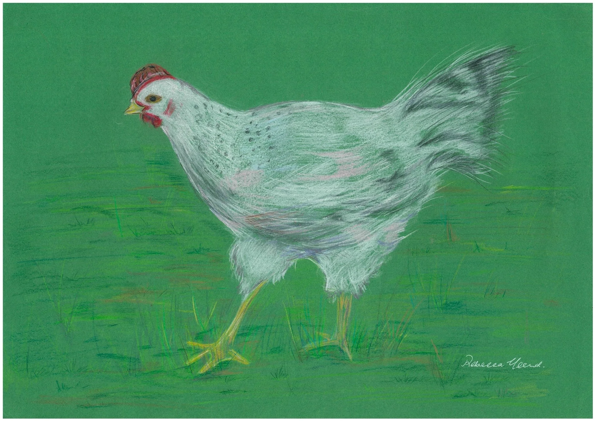 ChickenRebecca Yeend - 1.jpg