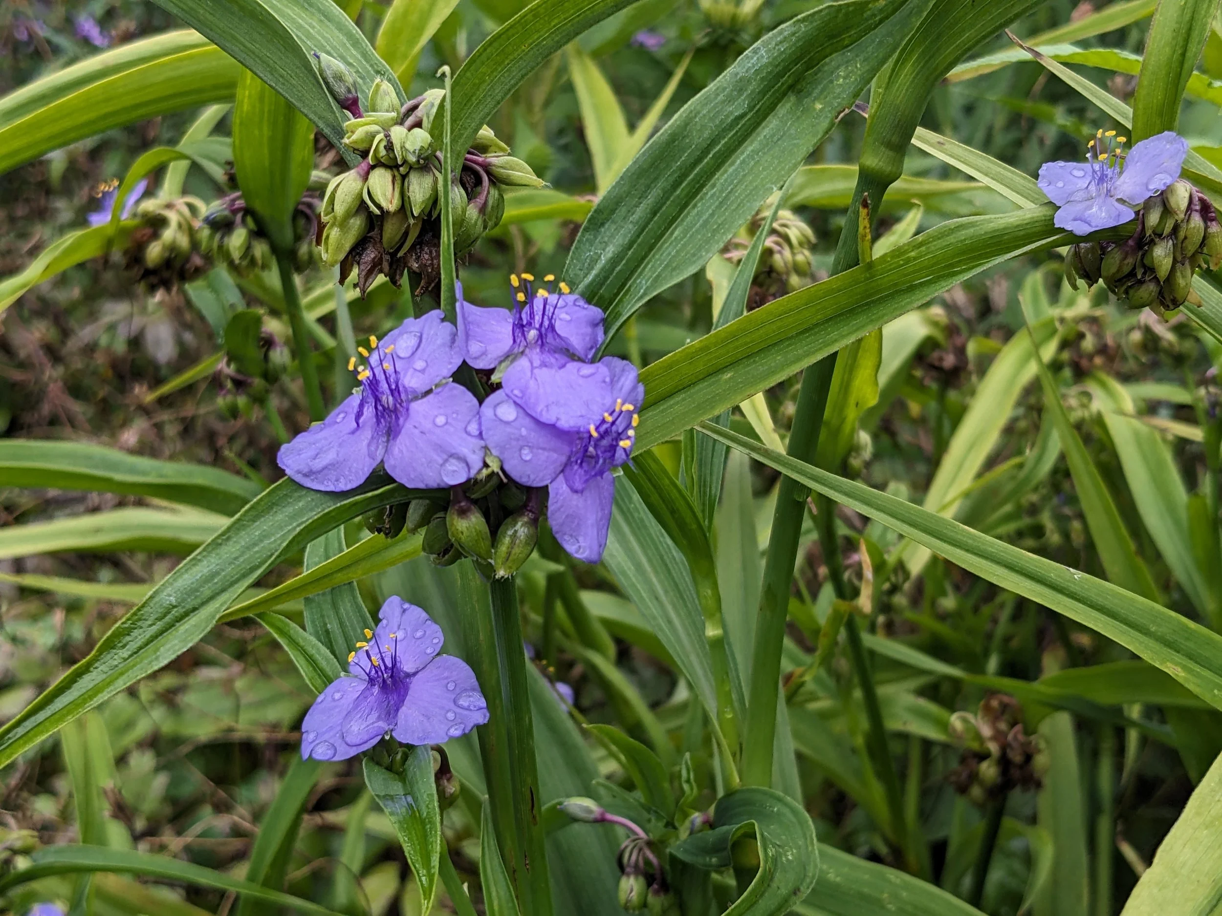 spiderwort