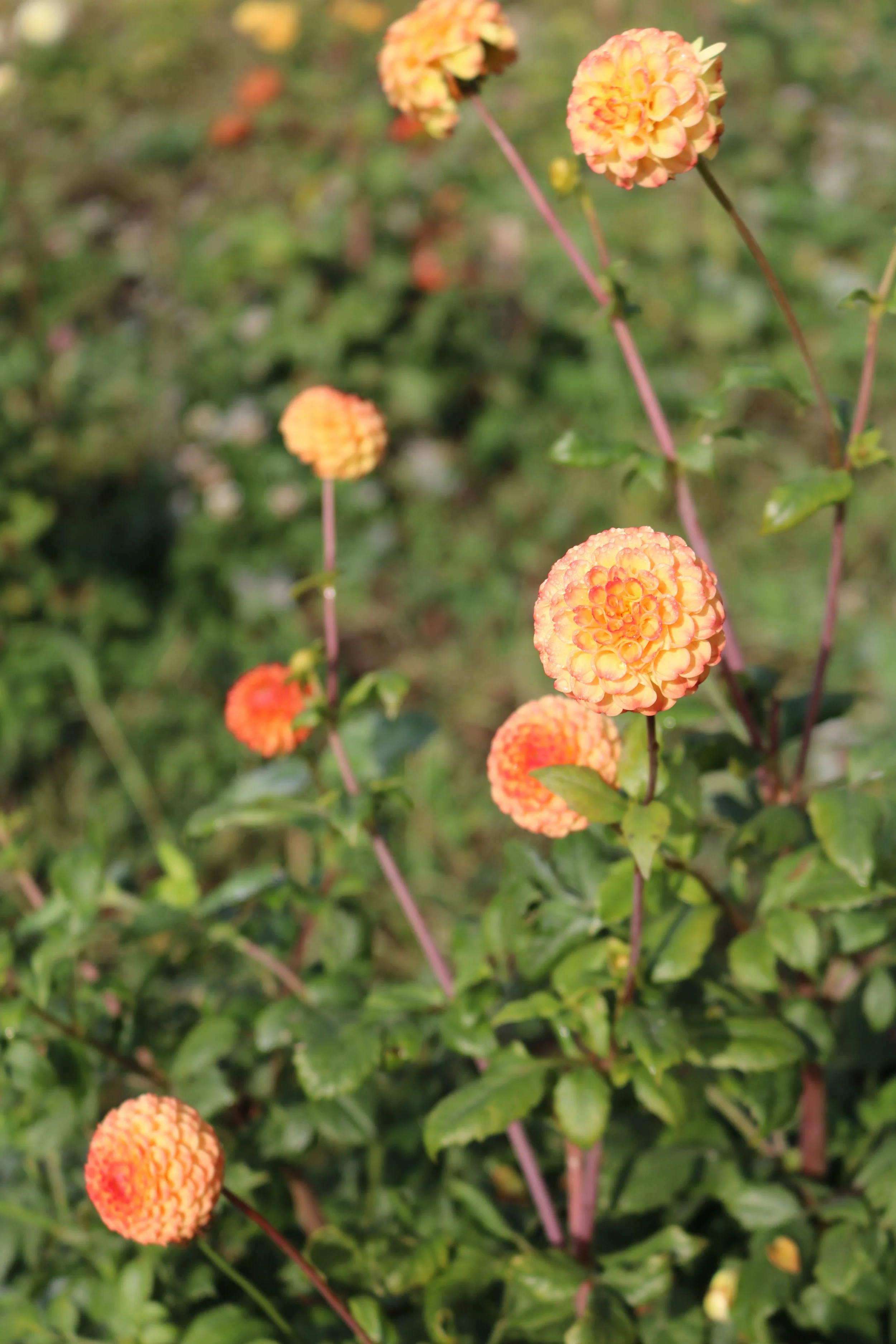 Purchase Dahlia Tubers Now — Holman Blooms