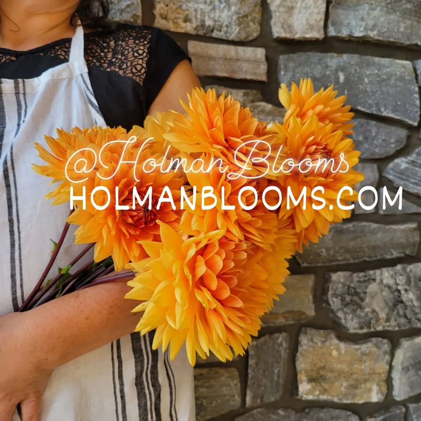 My dahlia tuber sale is live! Check out my store at www.HolmanBlooms.com. My farm is located in Ferndale, WA and inspected annually by the Dept of Ag.