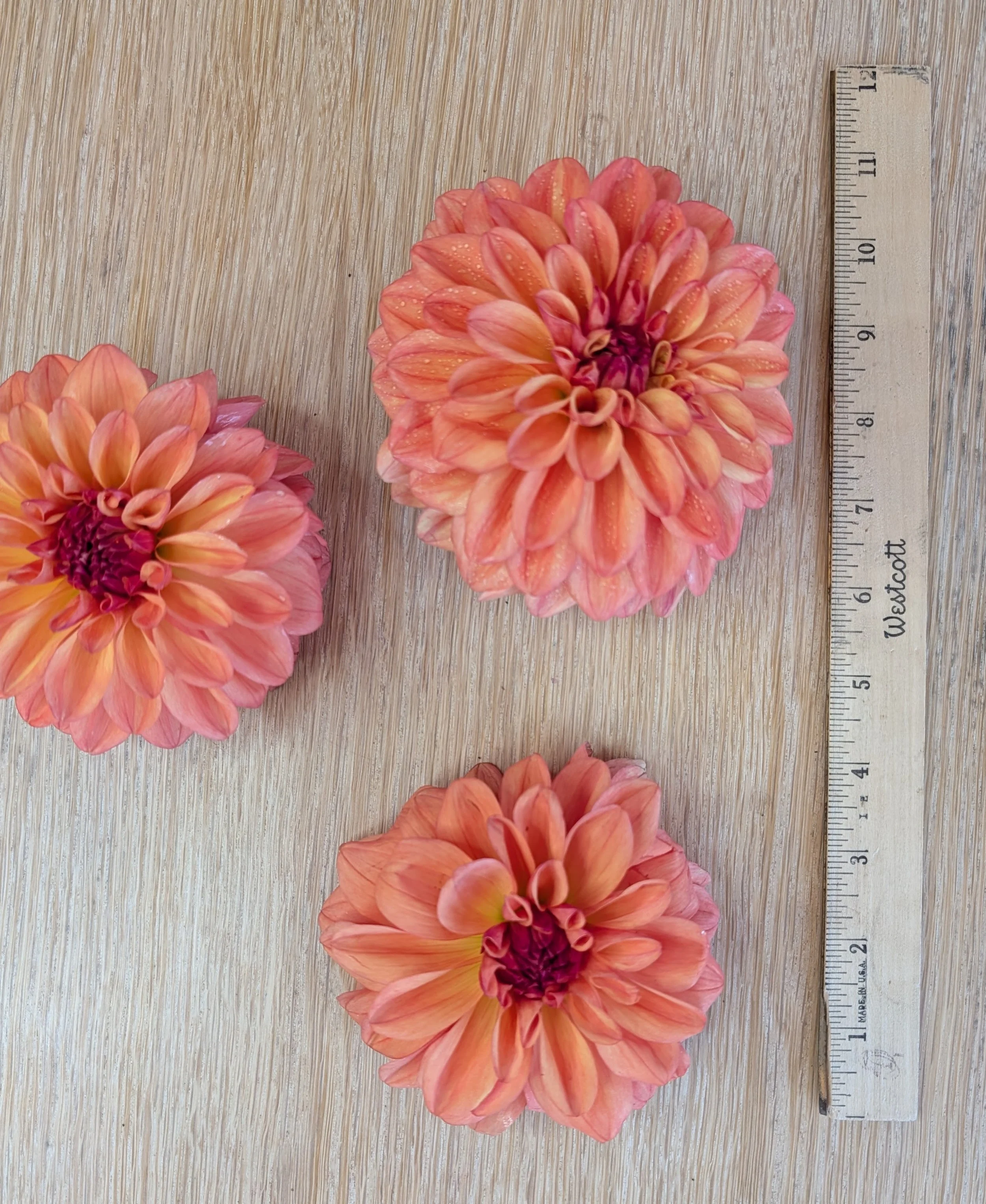 Ferncliff Copper.jpg