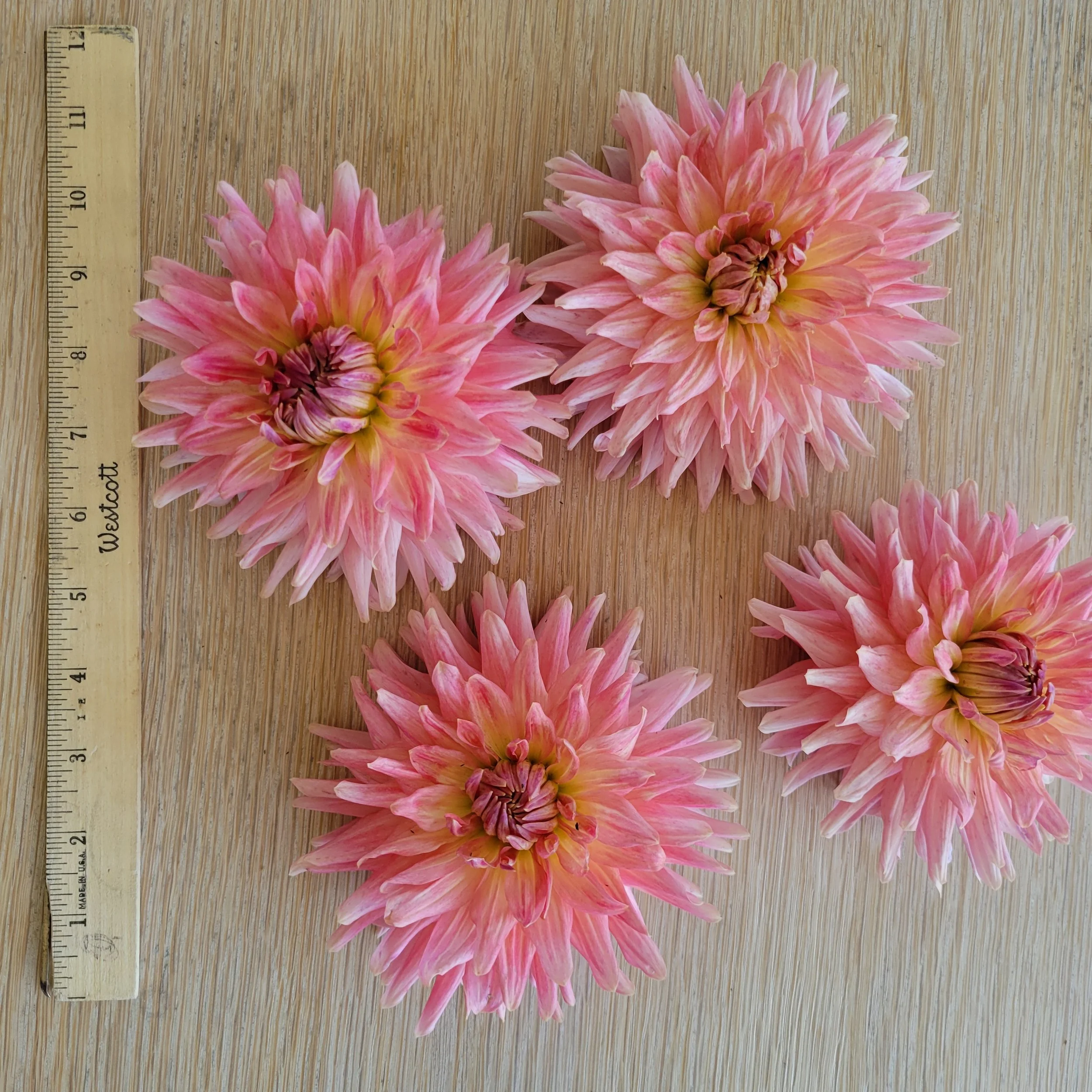 Bristol Peach.jpg