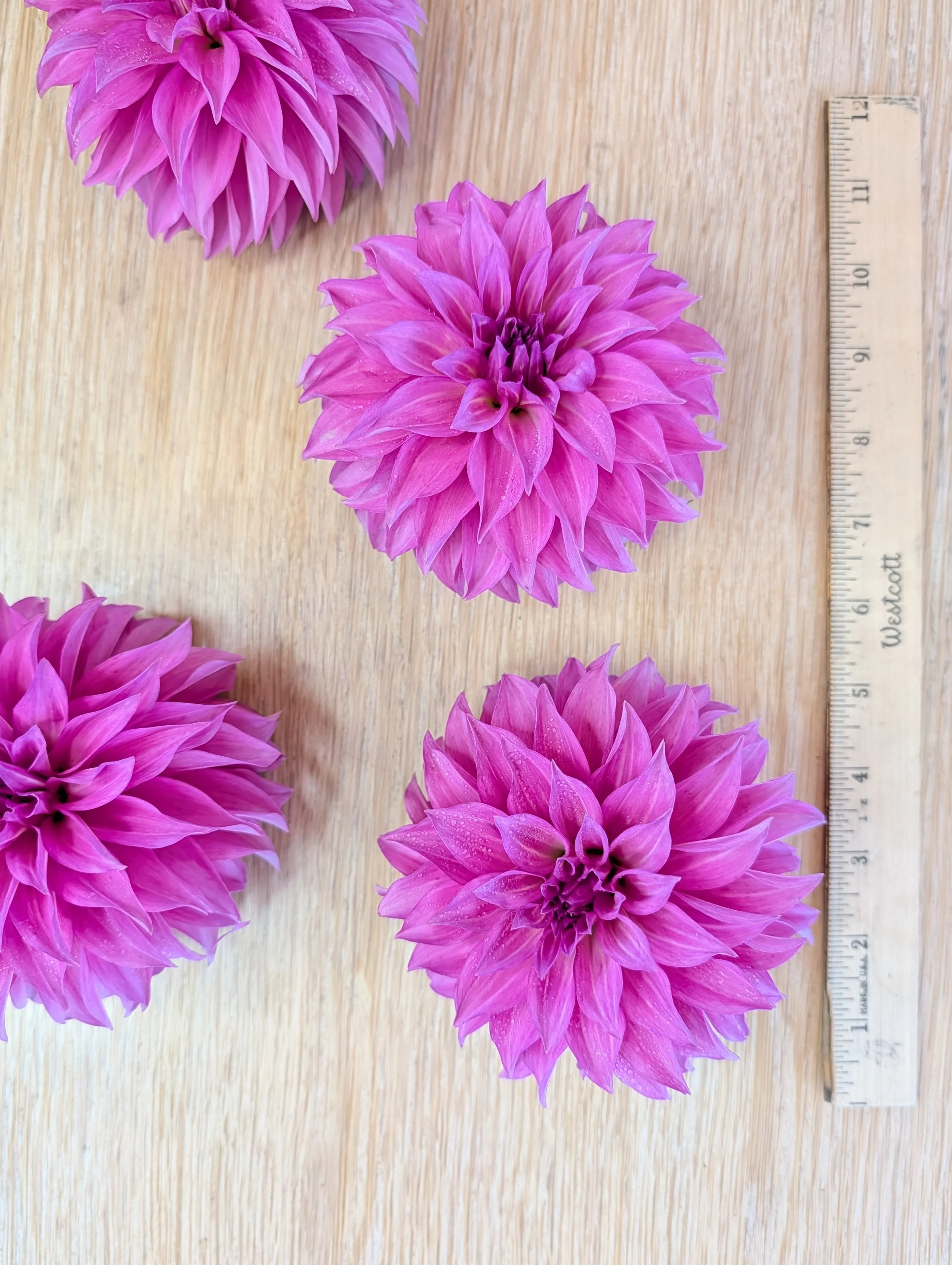 Clearview Lila 2.jpg