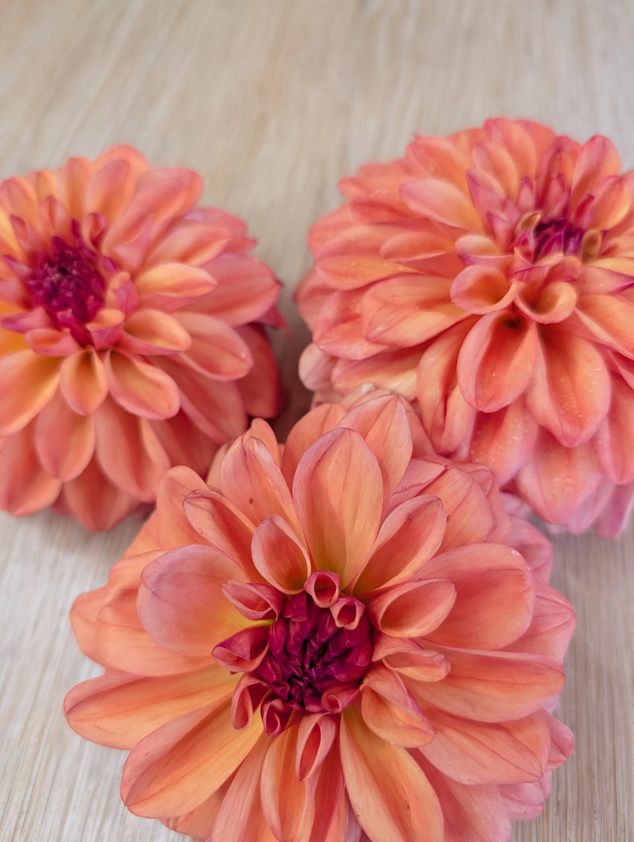 Ferncliff Copper 2.jpg