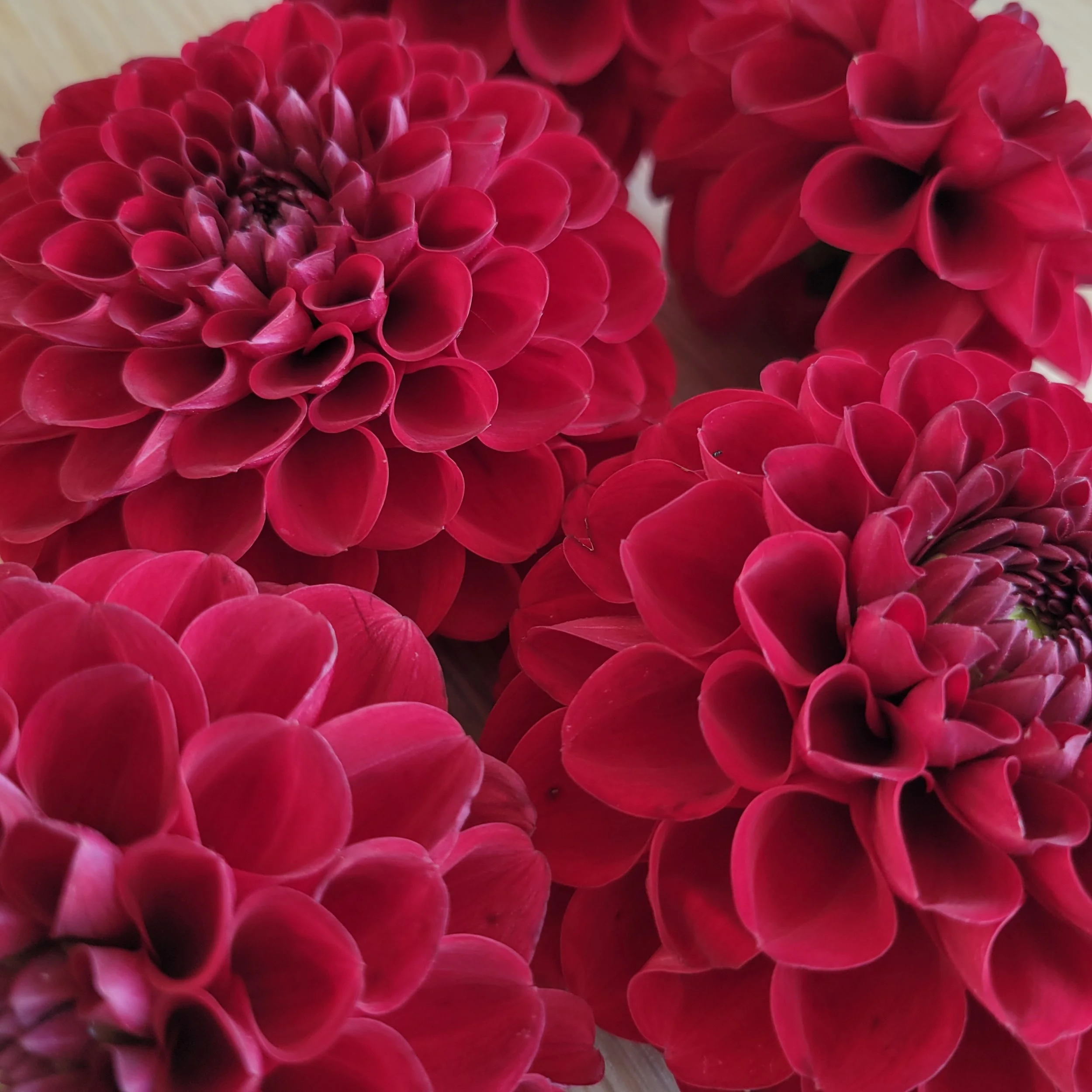 Verkist Cherry 2.jpg