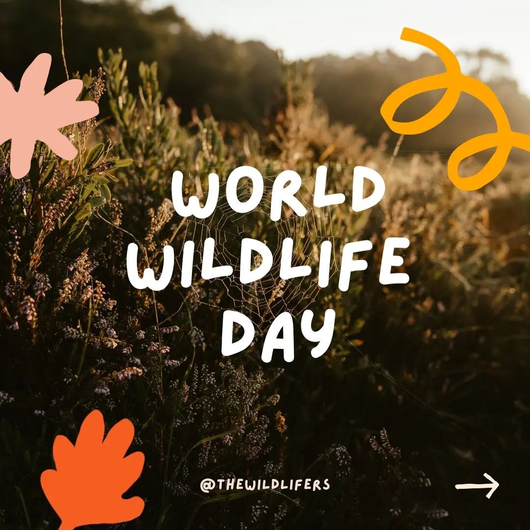It's World Wildlife Day. A big one. Maybe it's too big and the 'world' makes it hard for us to relate back to our own little microcosm. Either way, don't let the scale breed apathy. 

We are all connected. All of us. All of it. One big woven wildlife