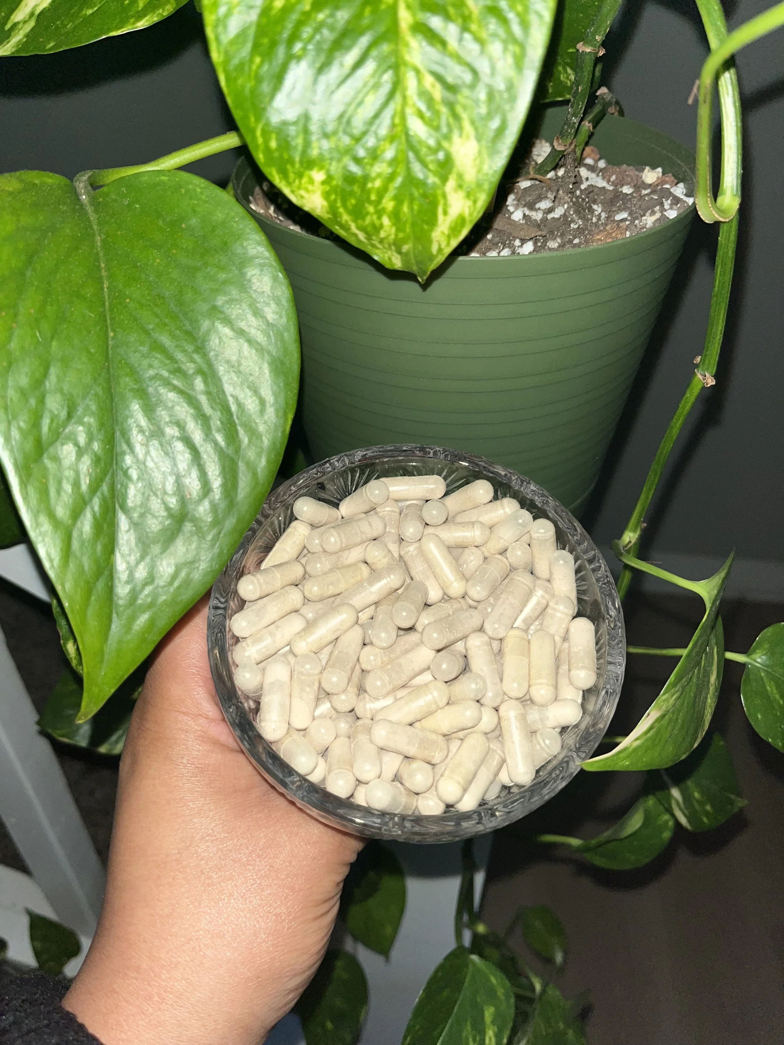Maca Root Capsules