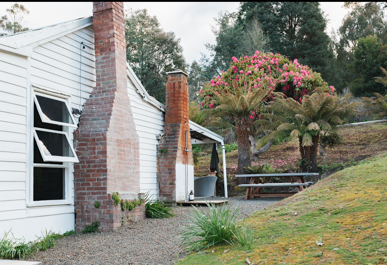 Fern Mt Field Tasmania