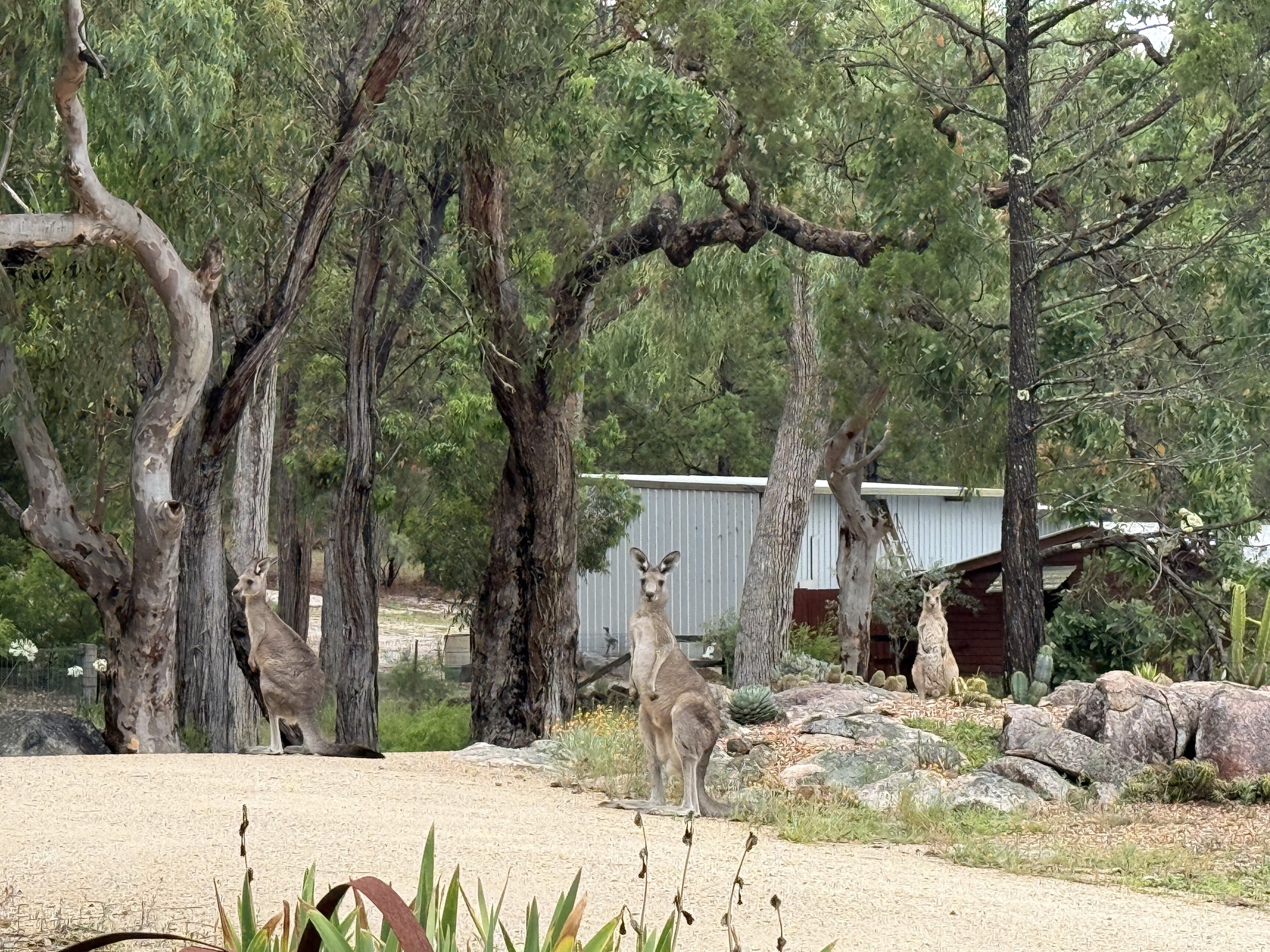The Haven wildlife.JPG