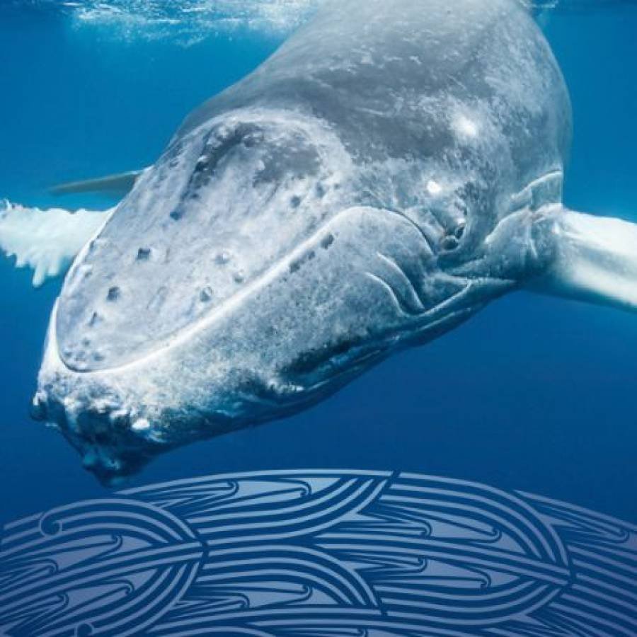 Ngā Huhua: Abundance