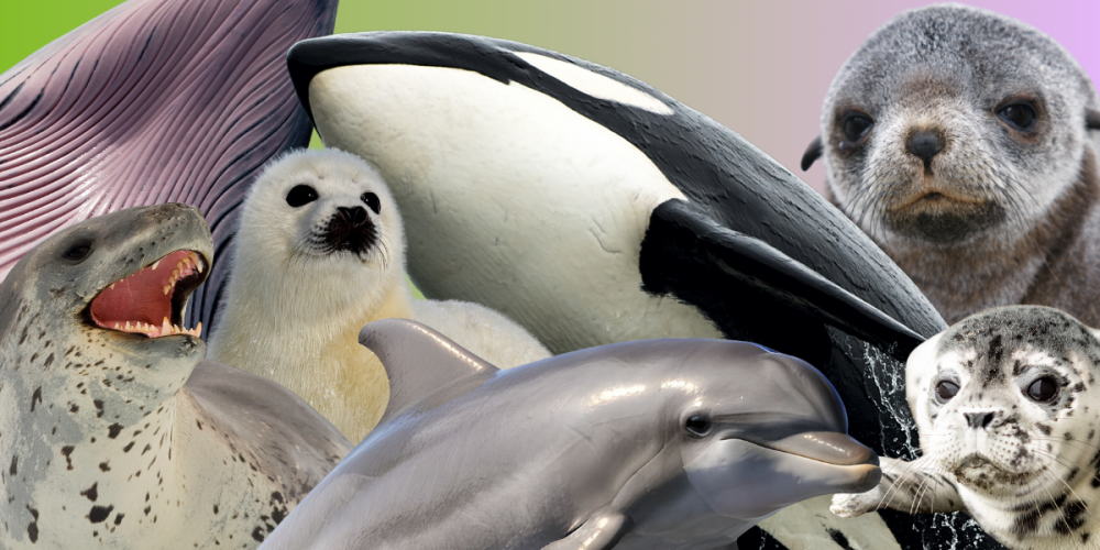 Mammals in our Moana