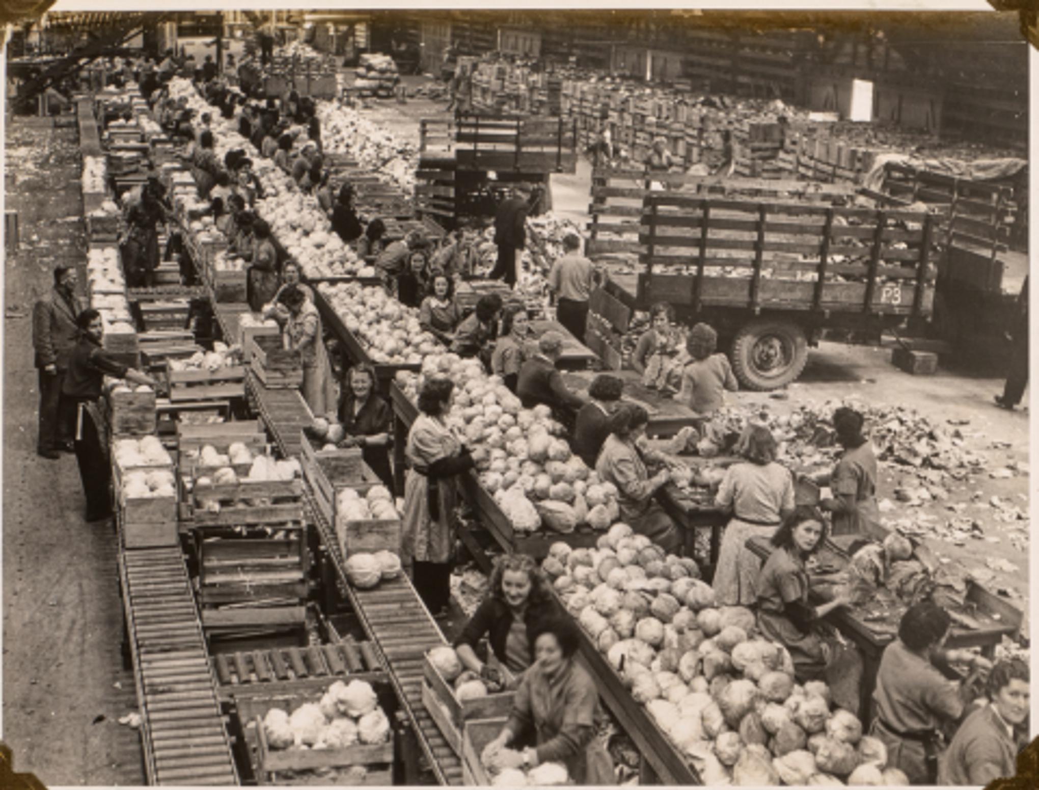 Field to Table: The Pukekohe Dehydration Factory