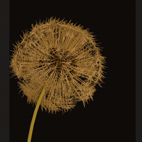 dandelion for gif.gif
