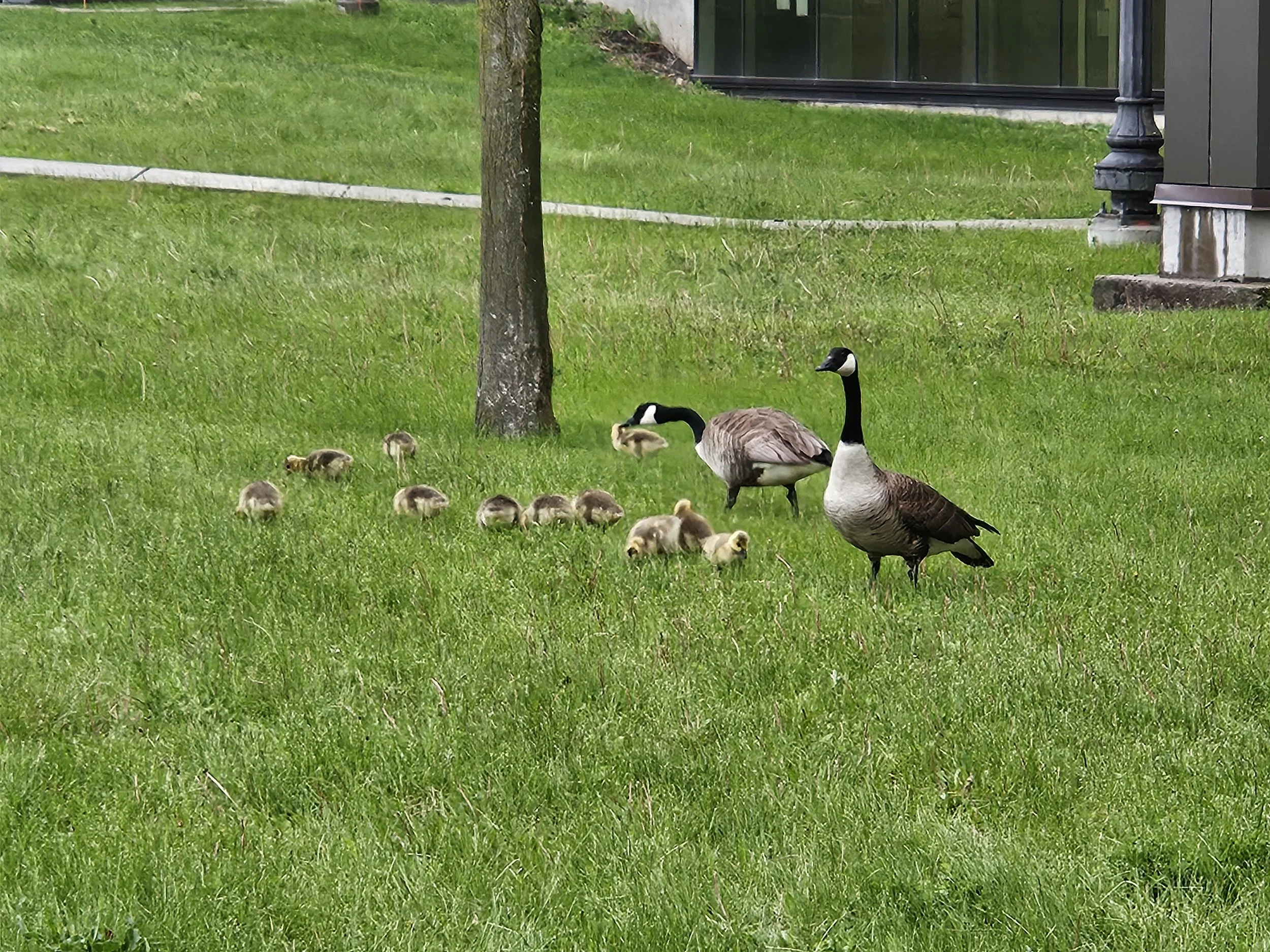 Geese.jpg