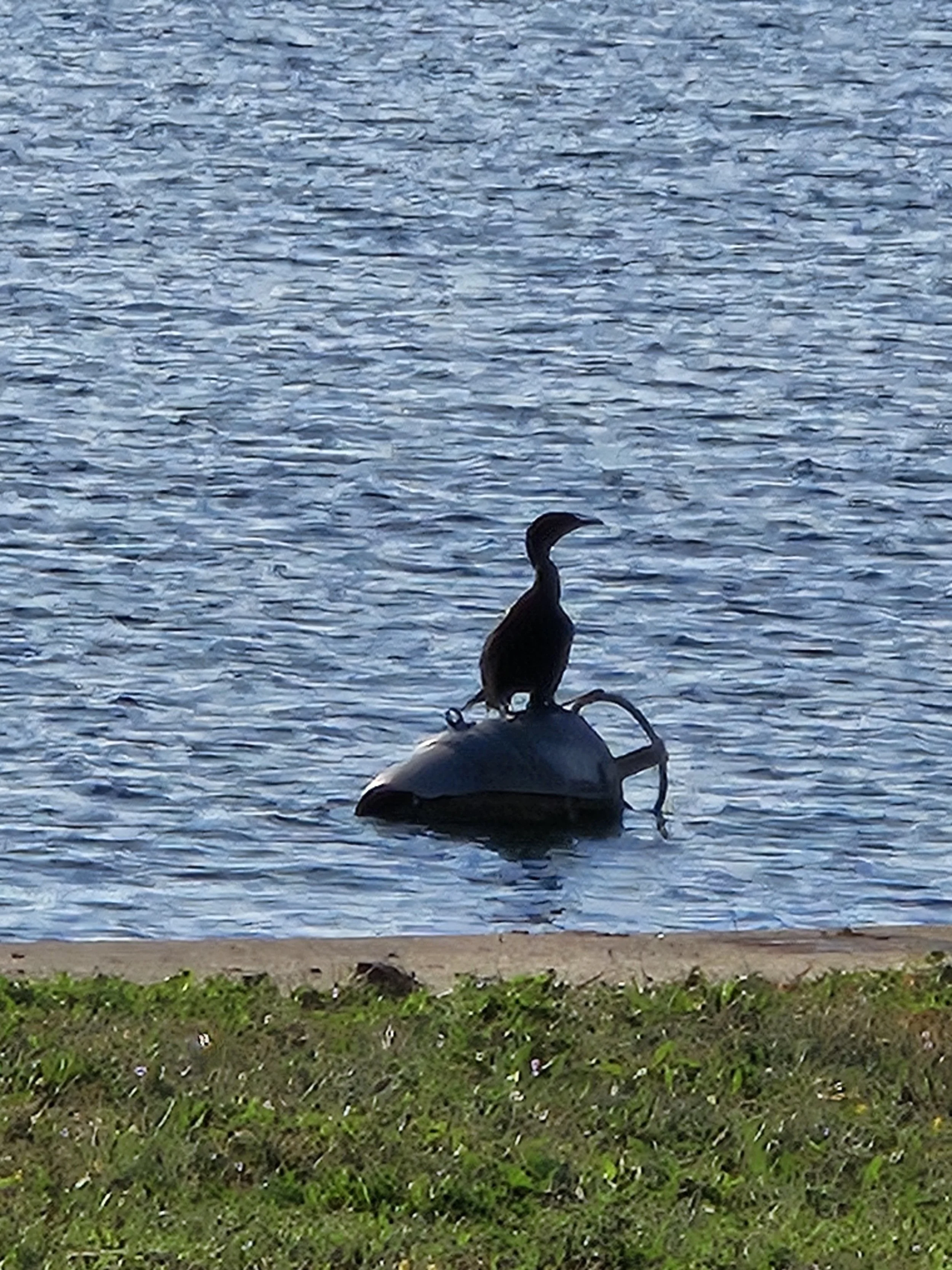 Cormorant.jpg