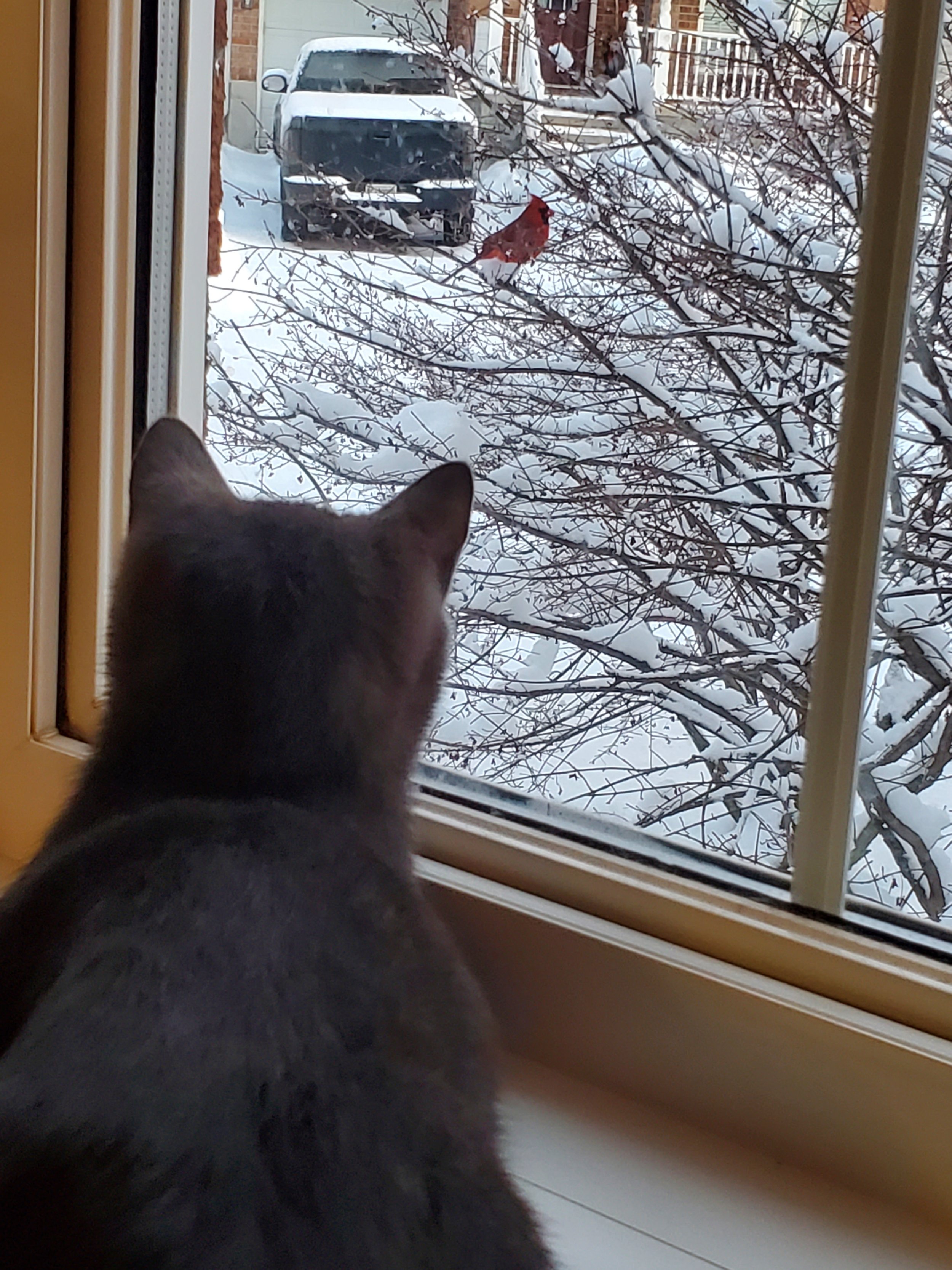 Photo Friday: Cardinal and Cat