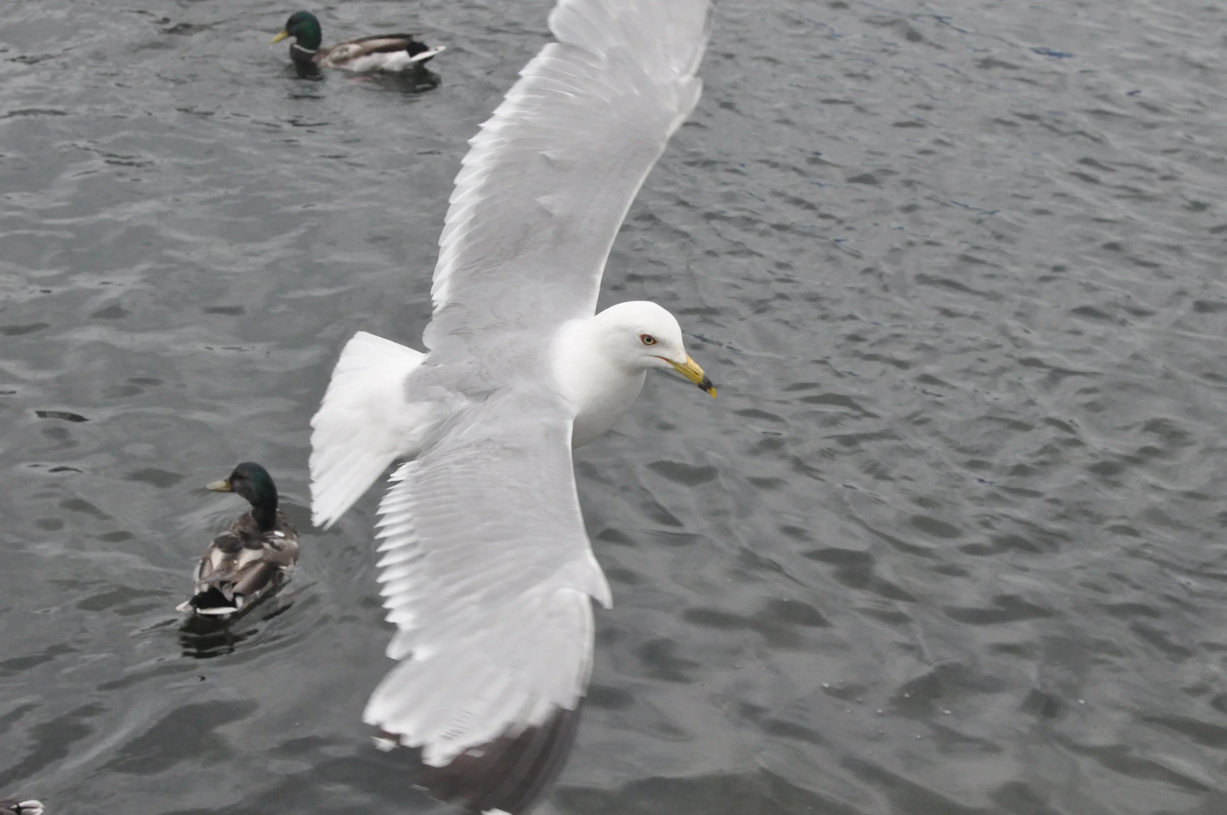 Photo Friday: Ring Billed Gull
