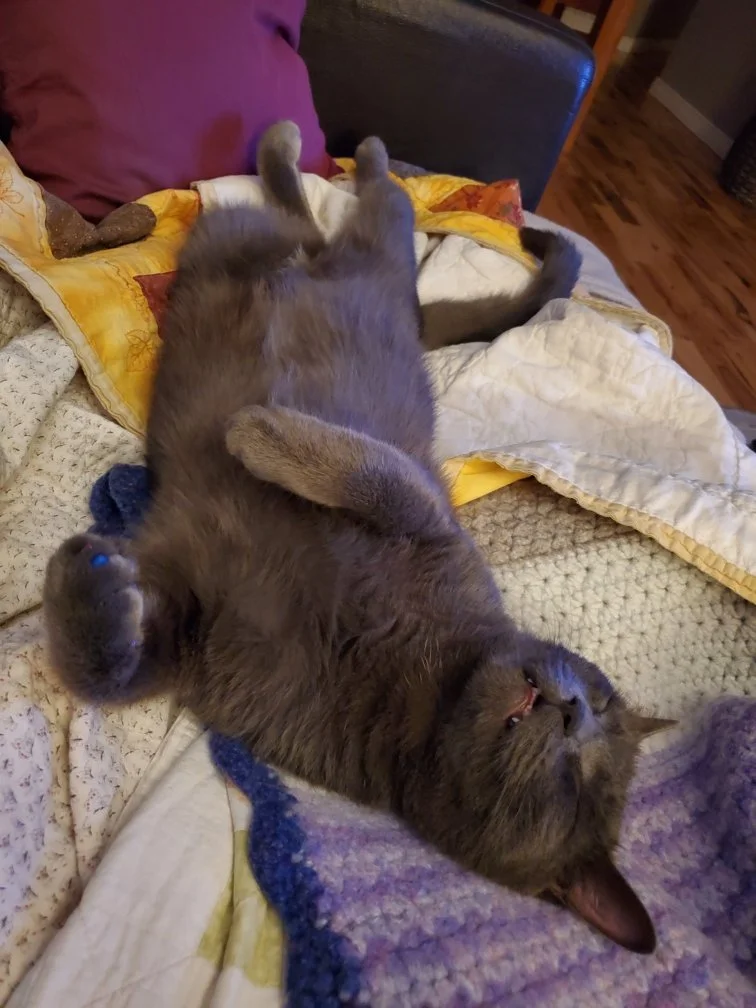 A Day in the Life of a Cat