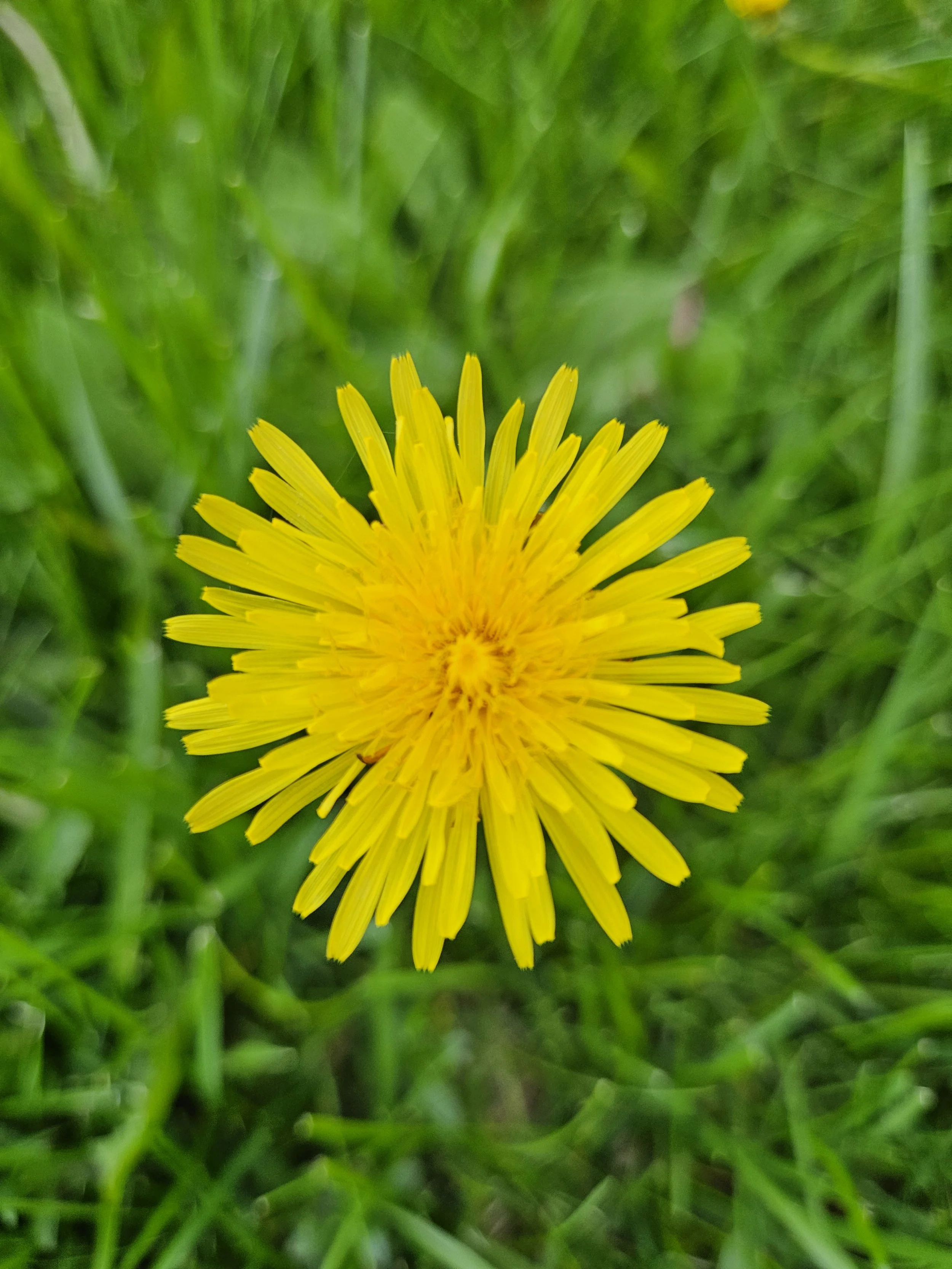Weed or Flower?