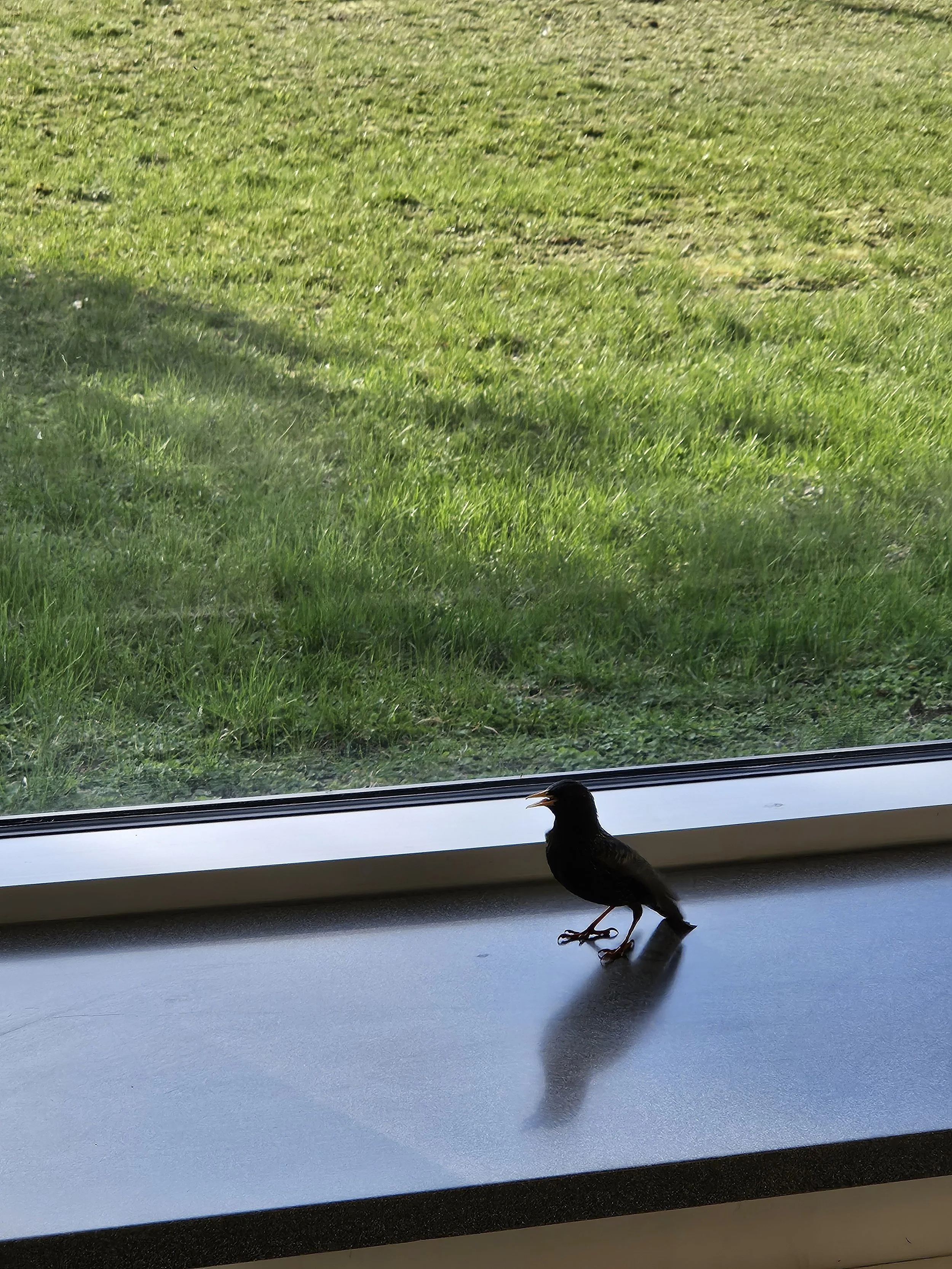 bird confused by window, bird trapped inside