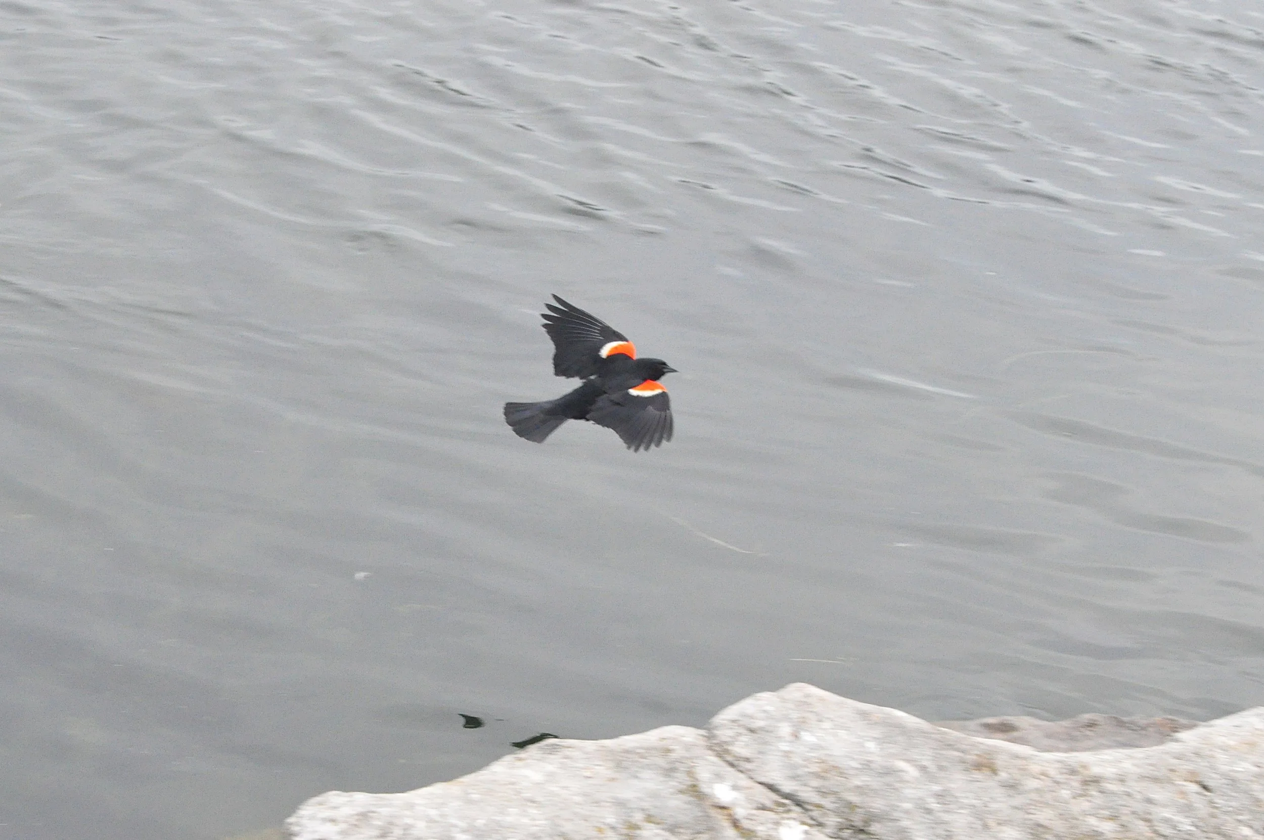 red-winged blackbird flying over water