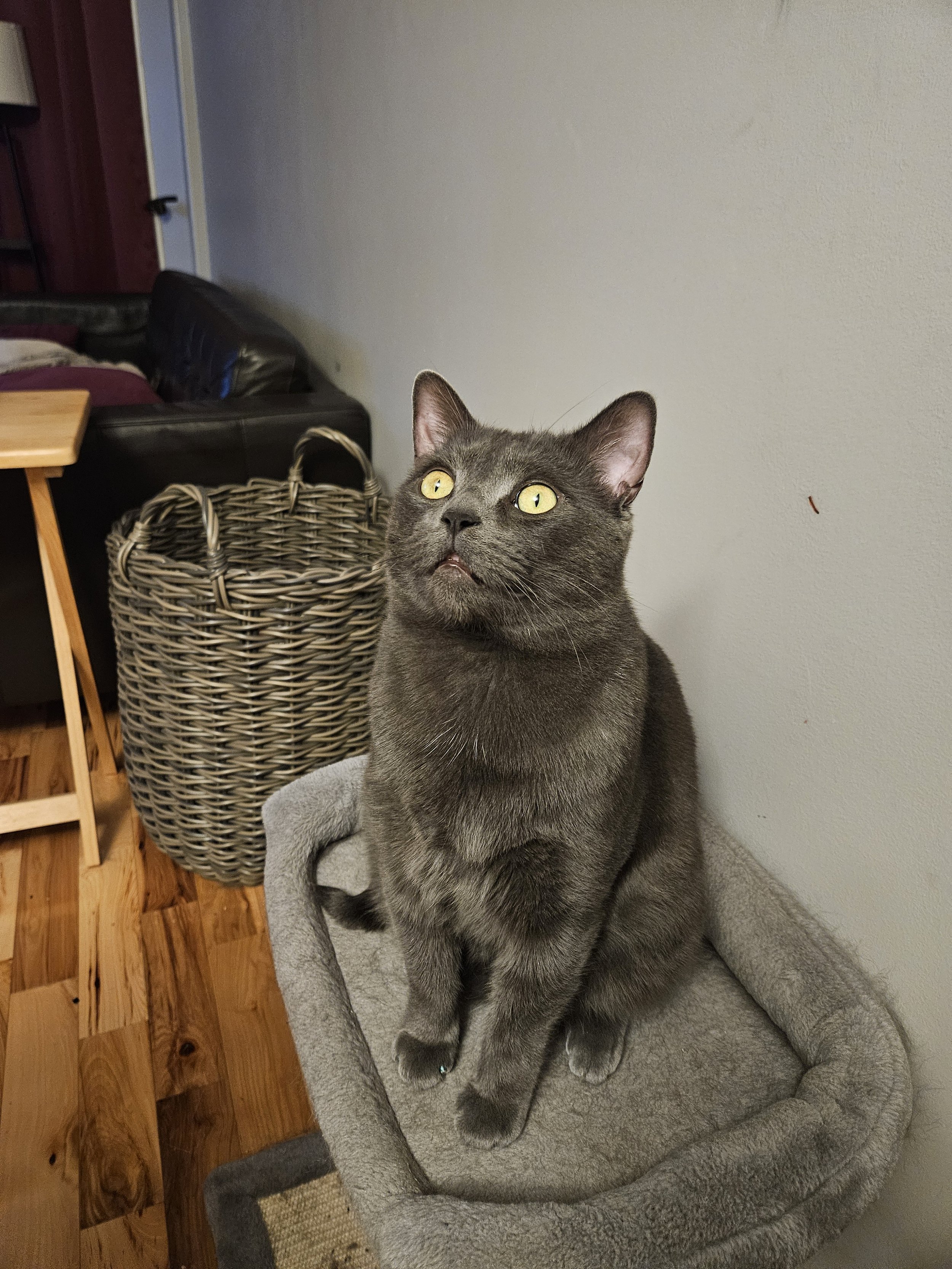 Cat sees insect on ceiling, bug-eyed cat