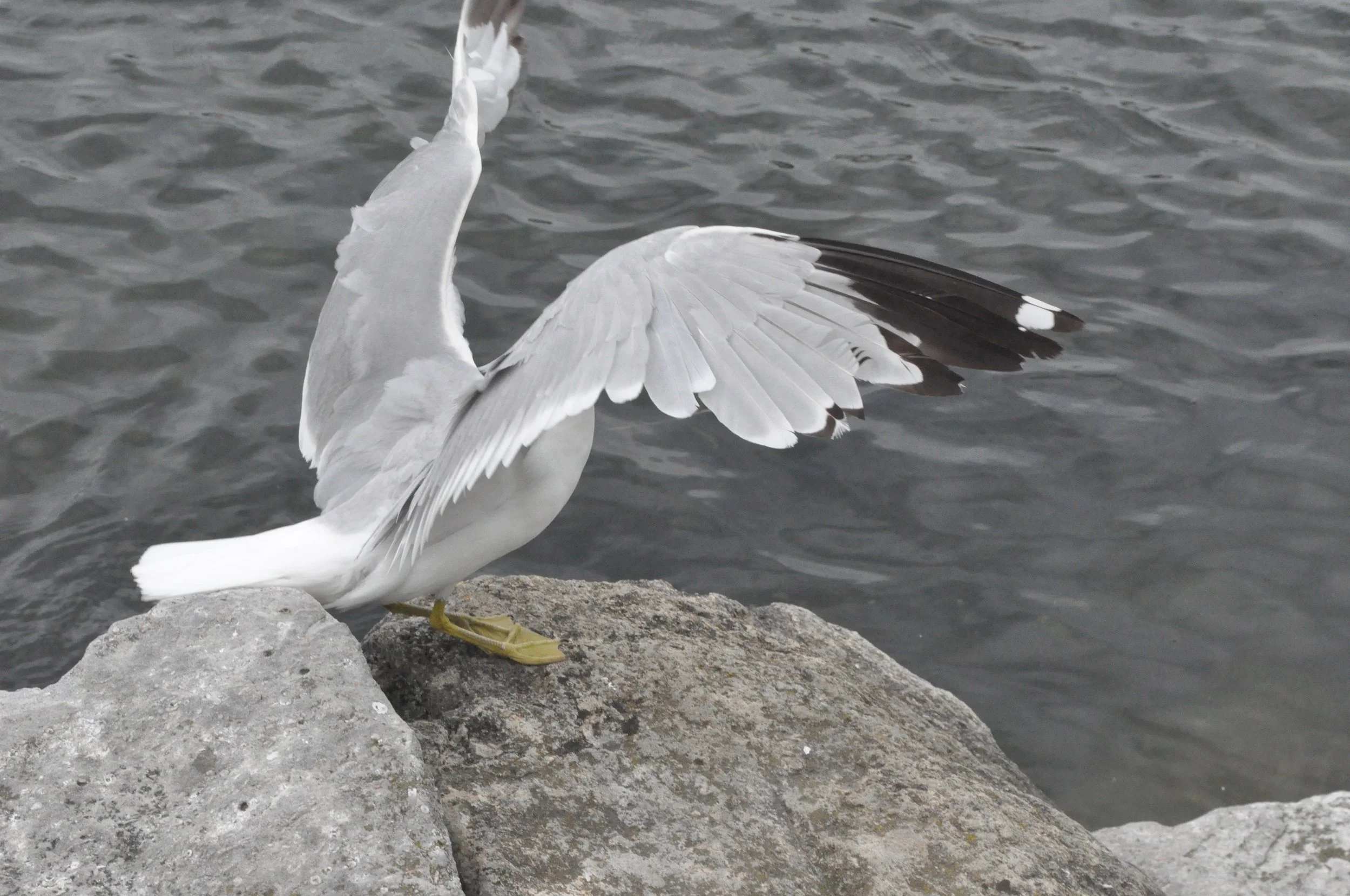 Ring Billed Gull with spread wings