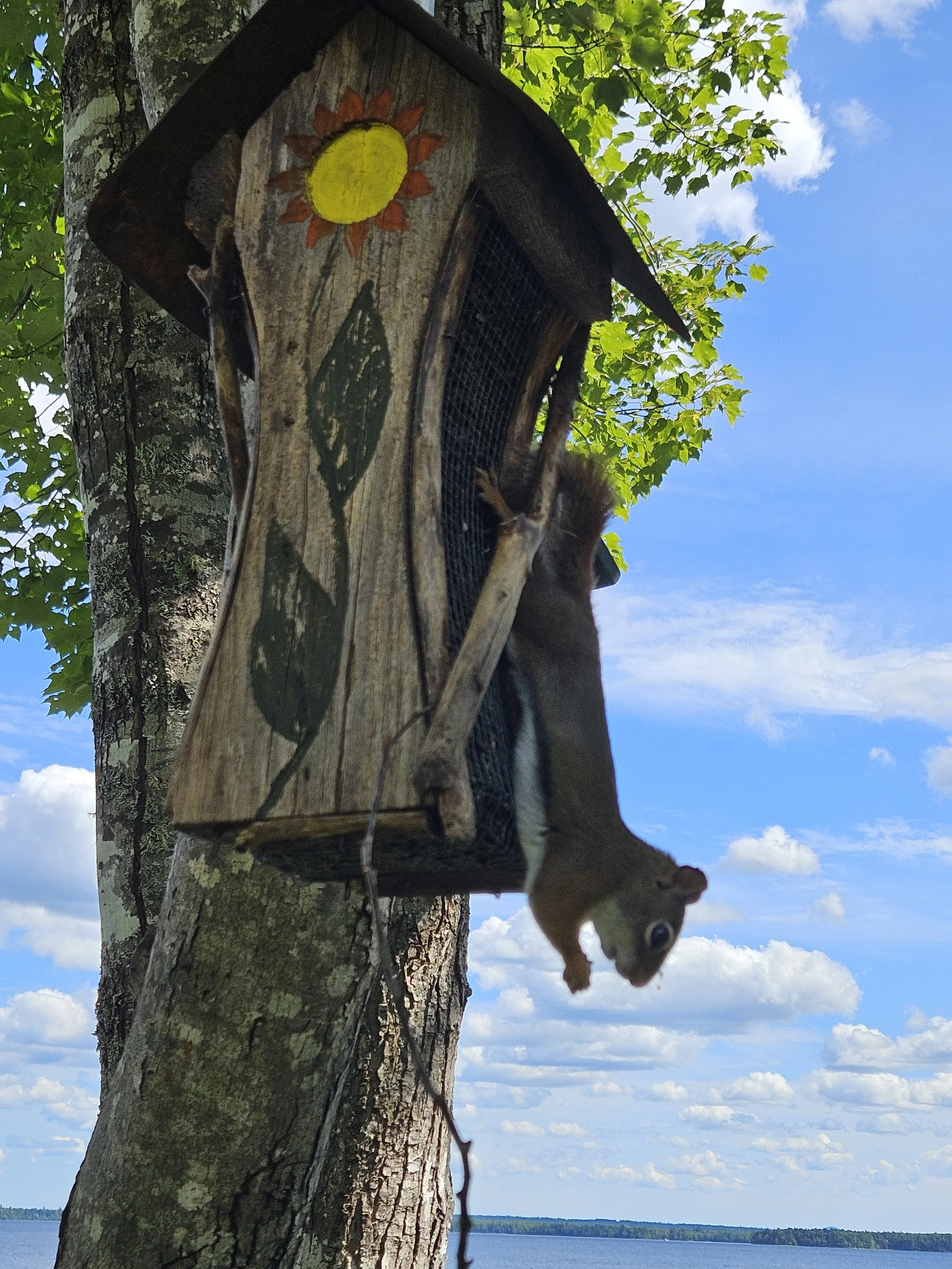 Squirrel hanging from bird feeder