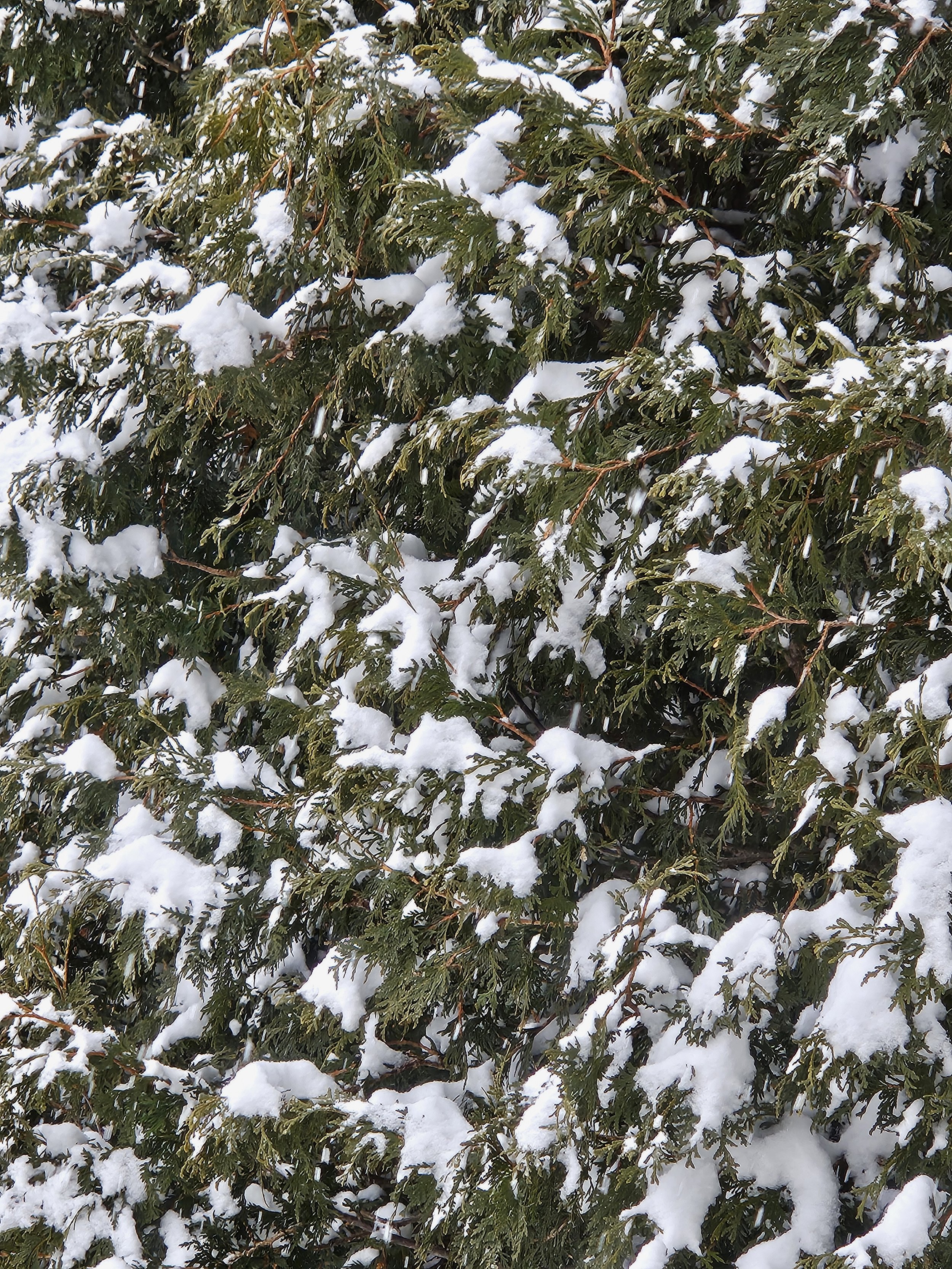 Snow on cedar tree