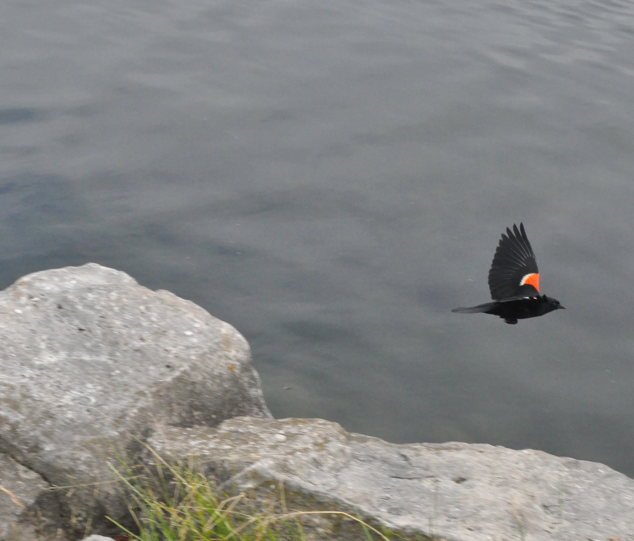 red-winged black bird, bird flying over water