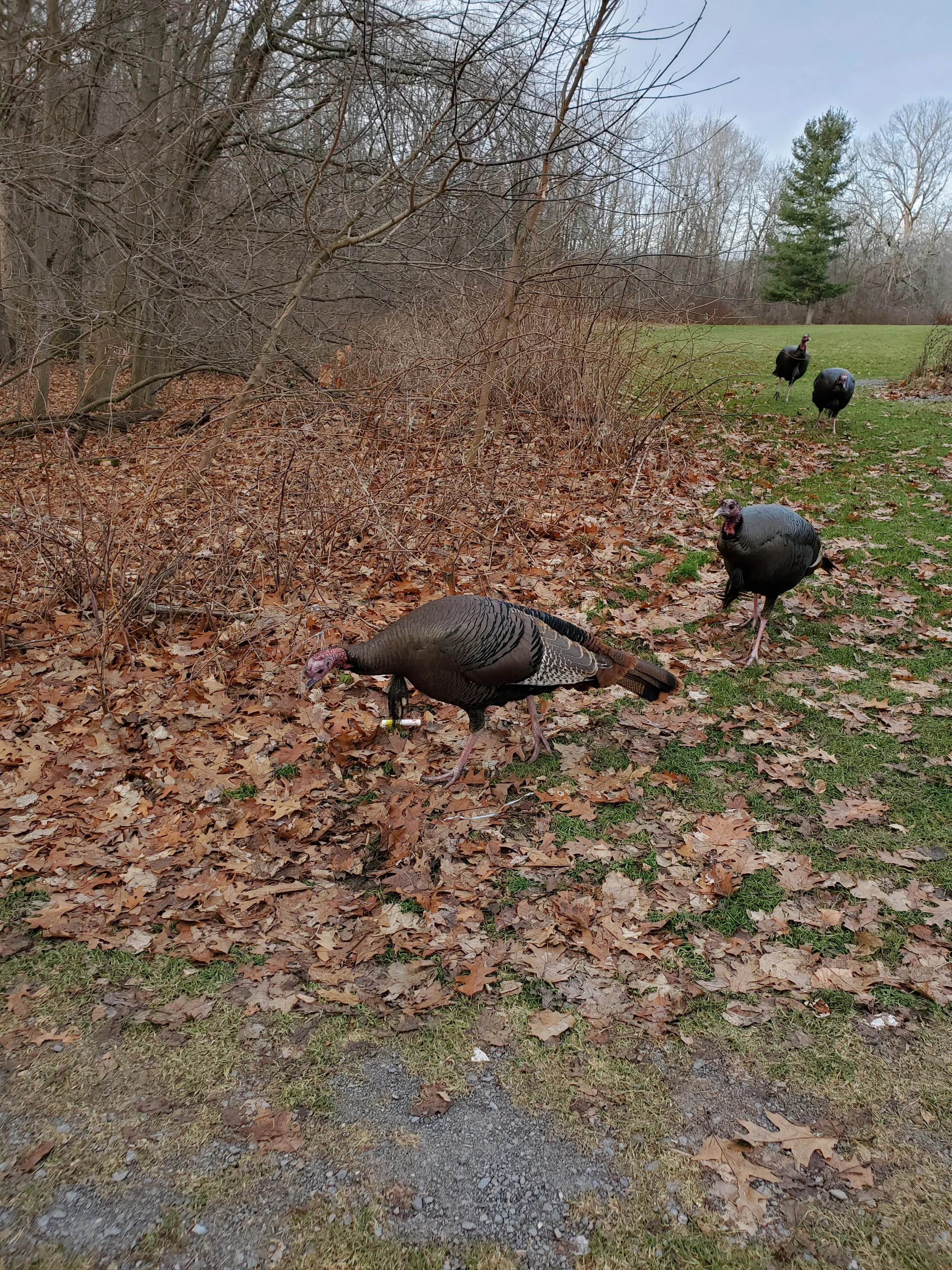 Wild Turkeys with no Fear of Humans