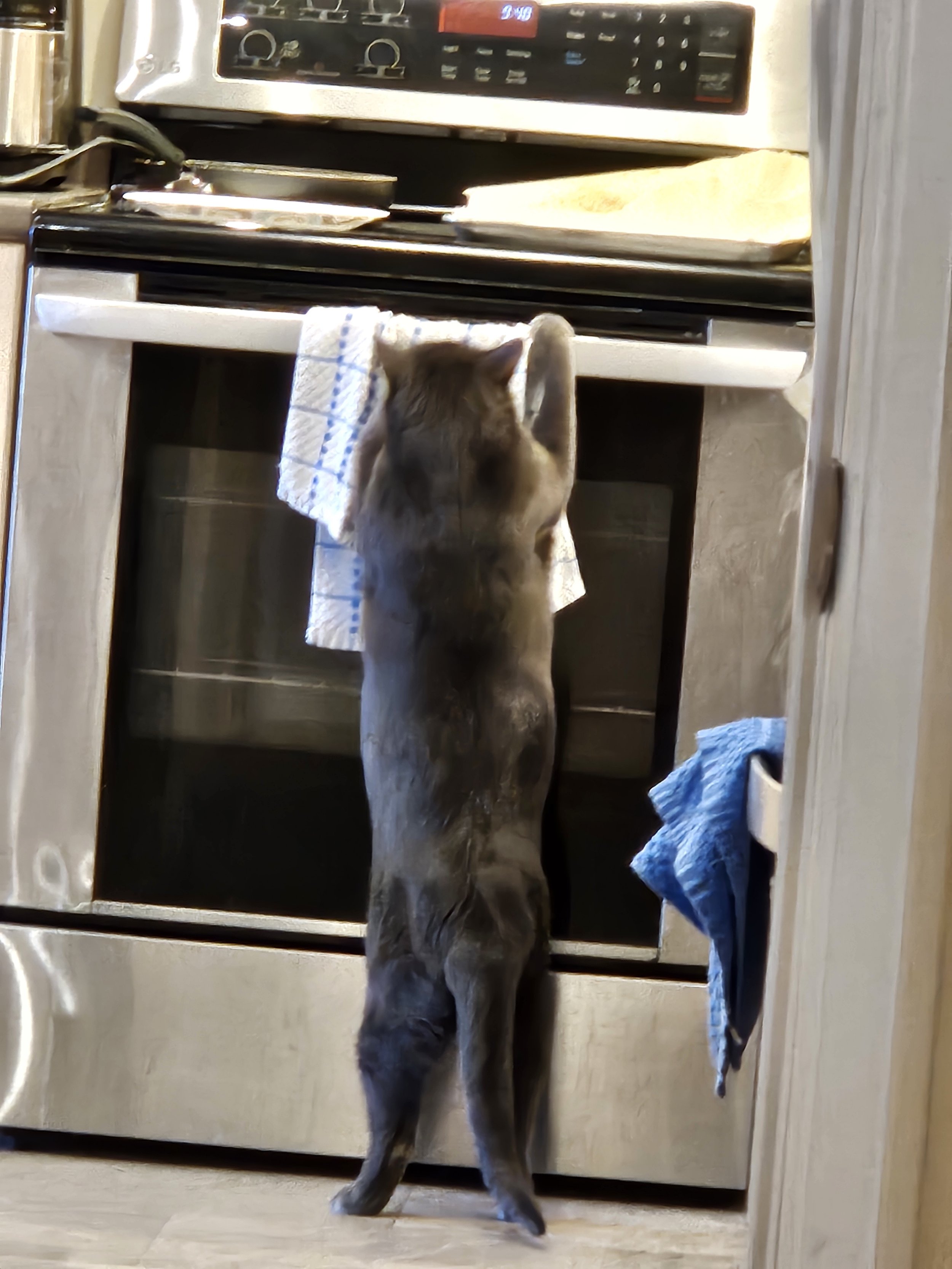 cat wants bacon, huge gray cat
