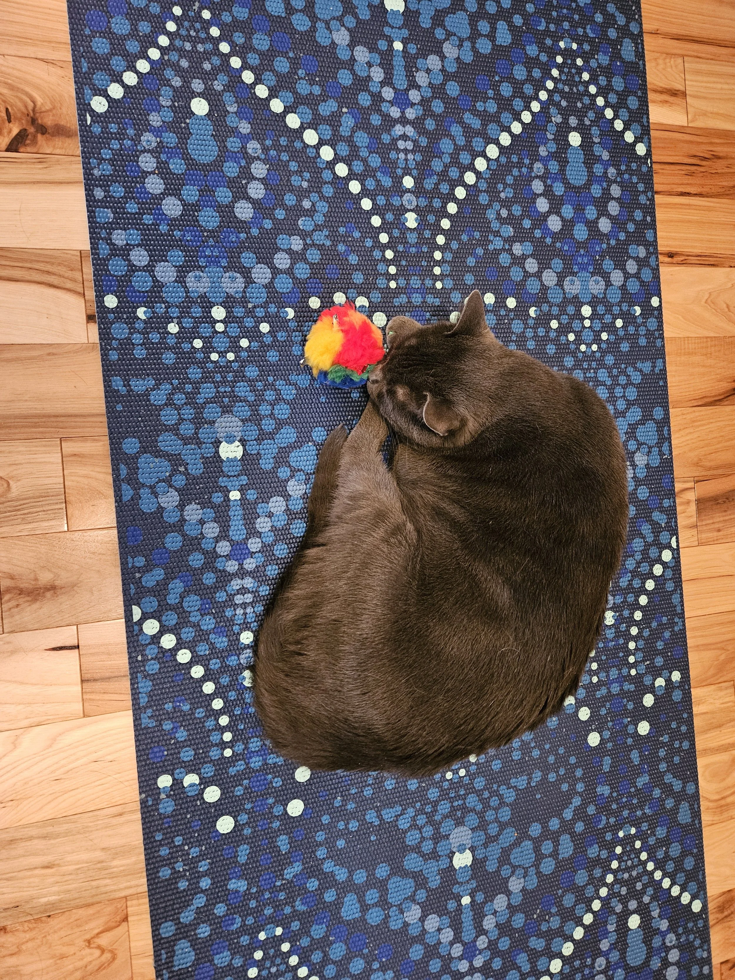 Cat sleeping on yoga mat, kitty yoga