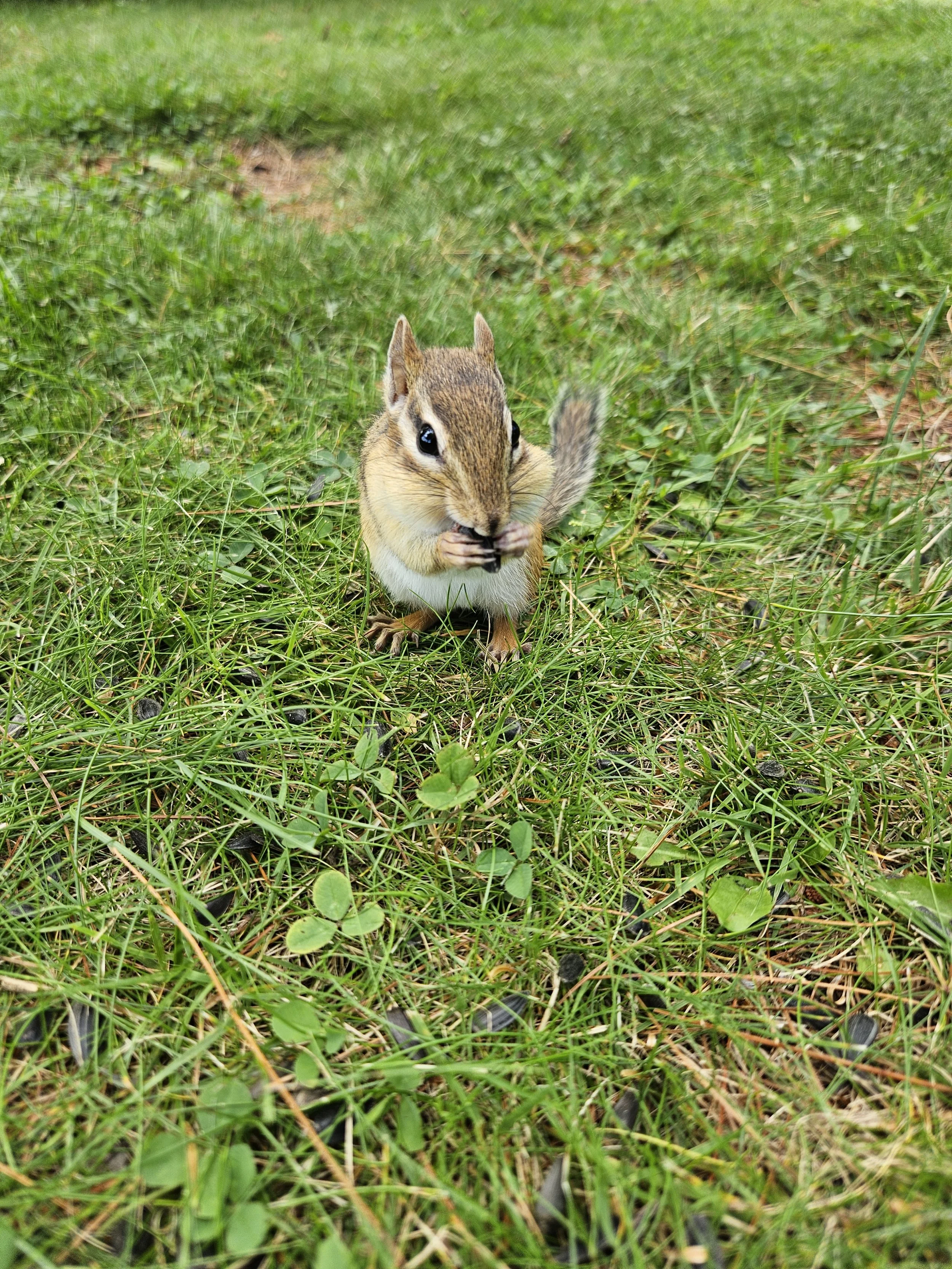 Chipmunk eating a sunflower seed