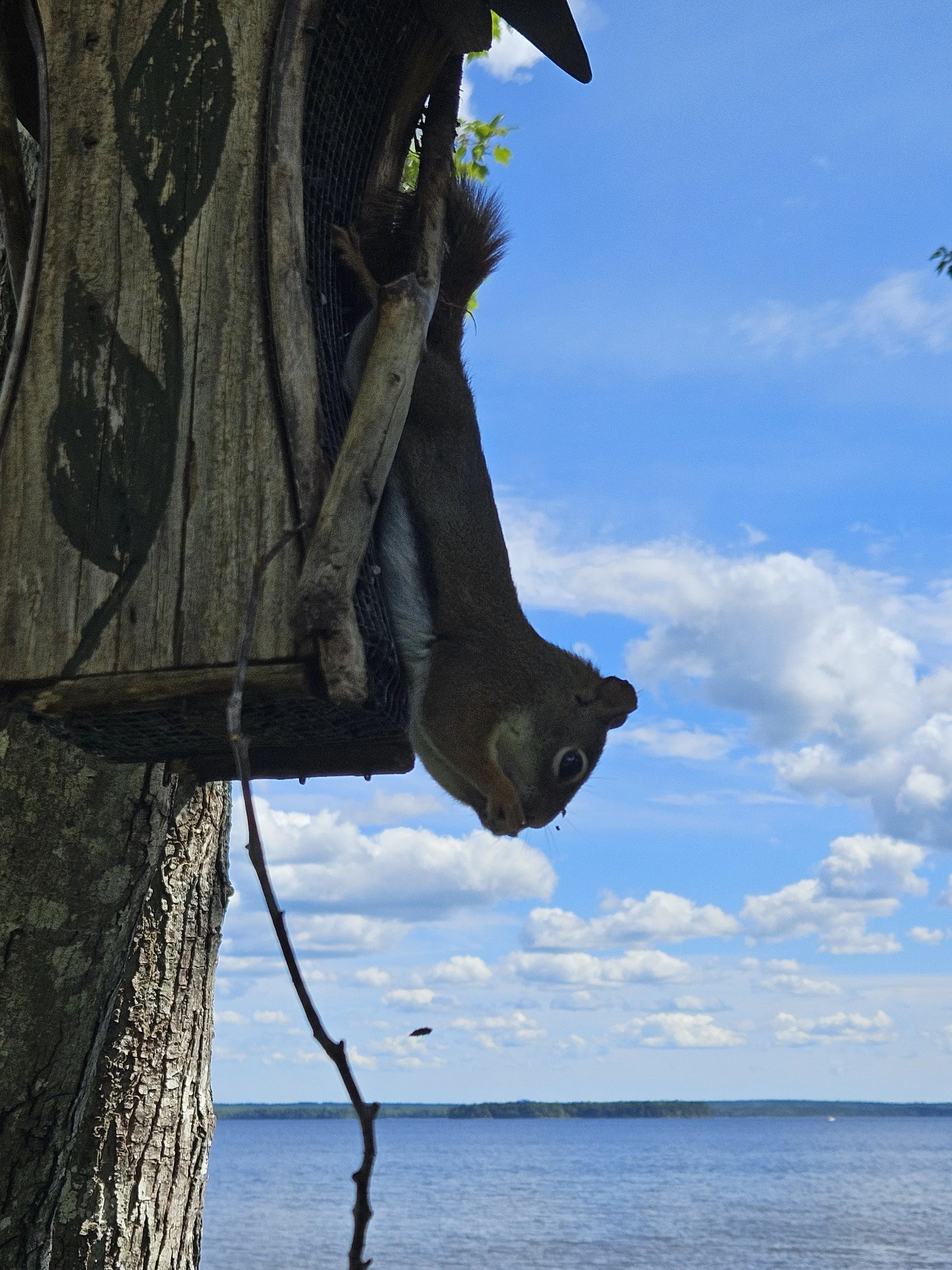 Squirrel eating birdseed