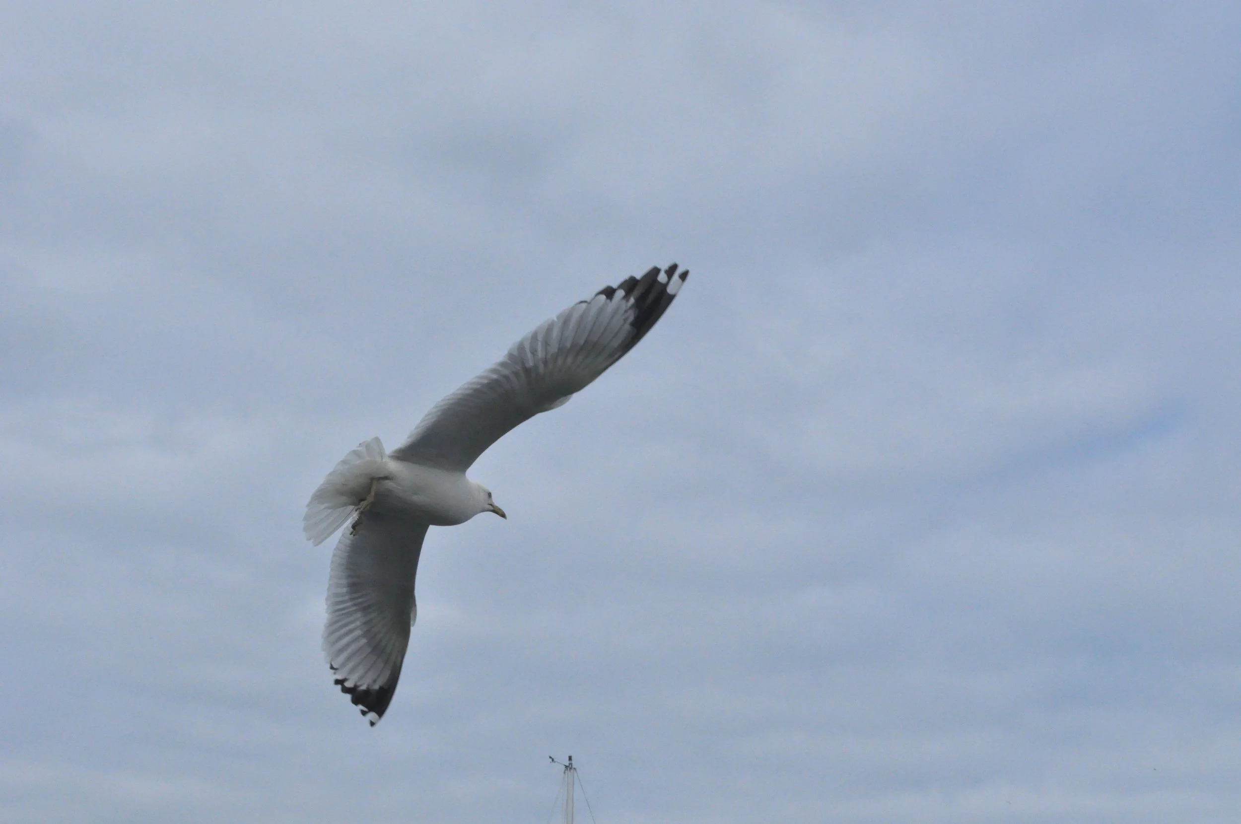 Soaring Seagull, Ring billed gull